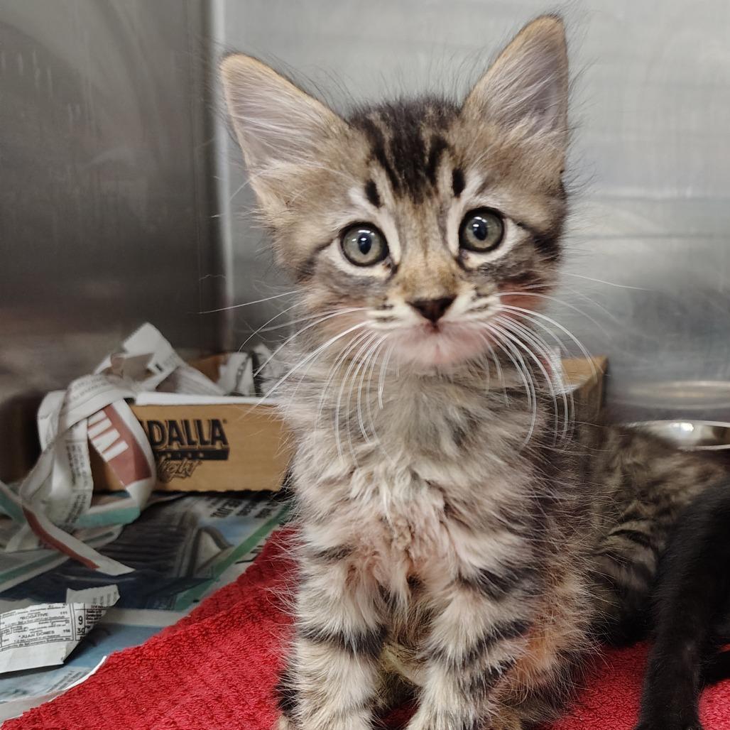 Enlarge Furby, a Adoptable Domestic Medium Hair in Vieques, PR image 3/3