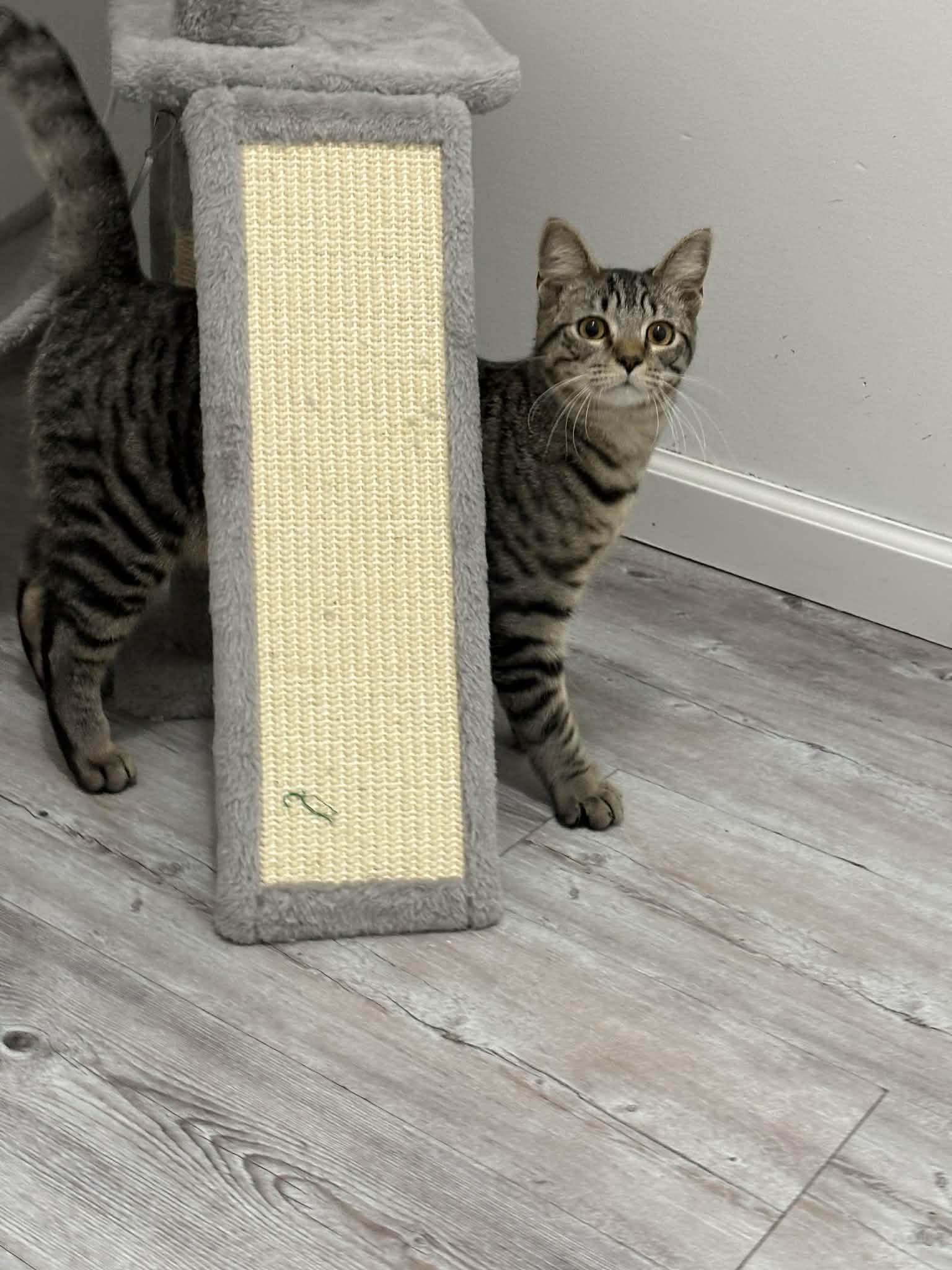 Squirrel, Adopted, Young Male American Shorthair.