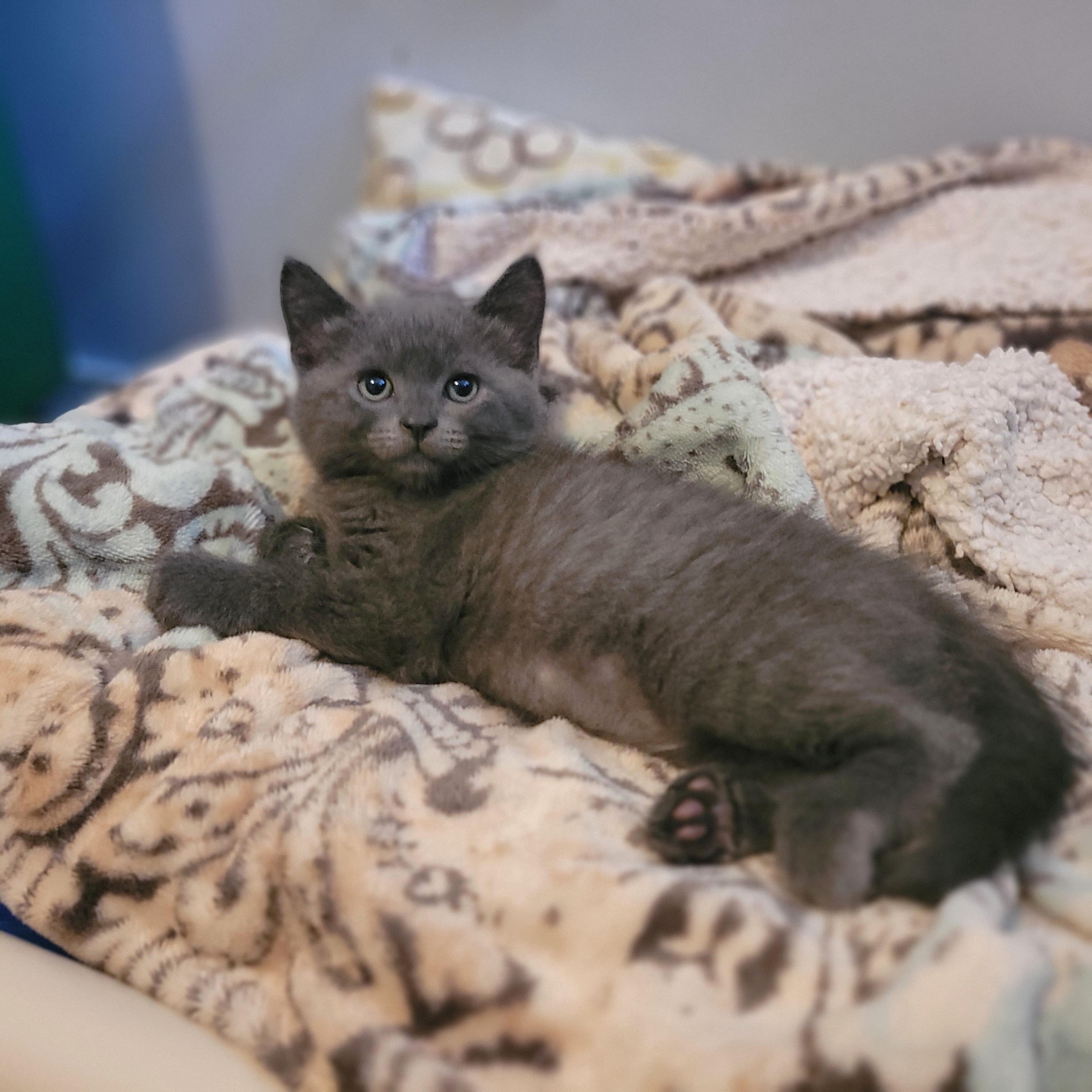 Ivy, Baby Female Domestic Short Hair