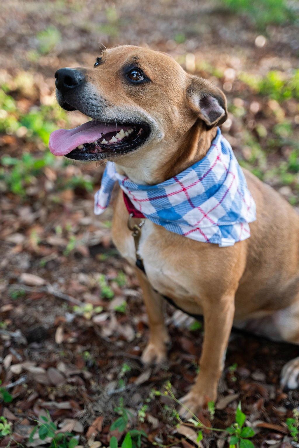 Enlarge Raleigh, a Adopted Mixed Breed in Gainesville, FL image 1/3
