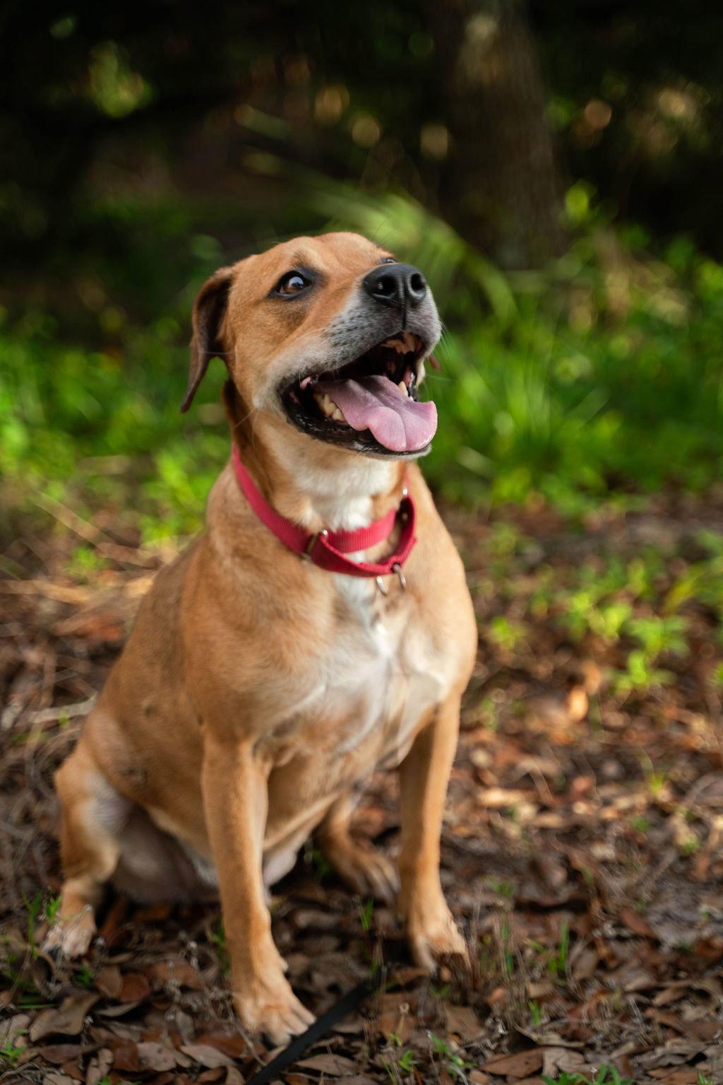 Enlarge Raleigh, a Adopted Mixed Breed in Gainesville, FL image 2/3