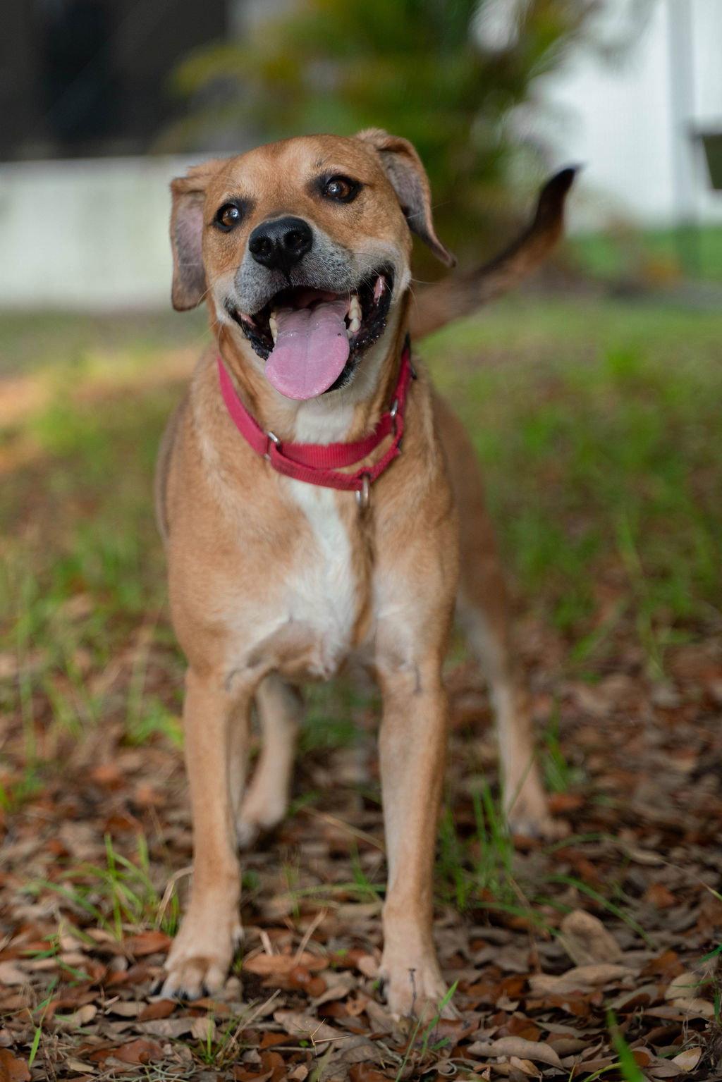 Enlarge Raleigh, a Adopted Mixed Breed in Gainesville, FL image 3/3