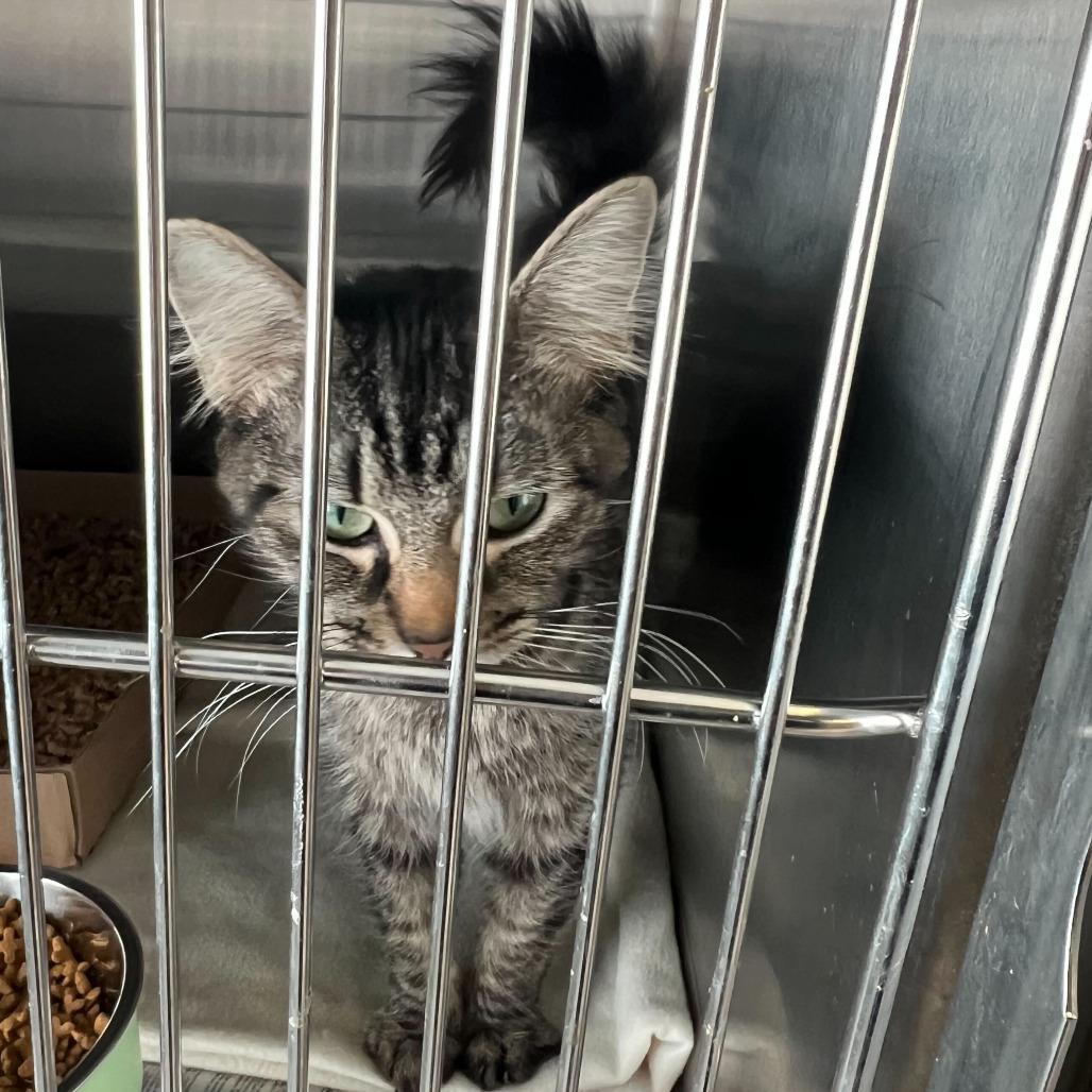 Ruth, Adoptable, Kitten Female Domestic Medium Hair.