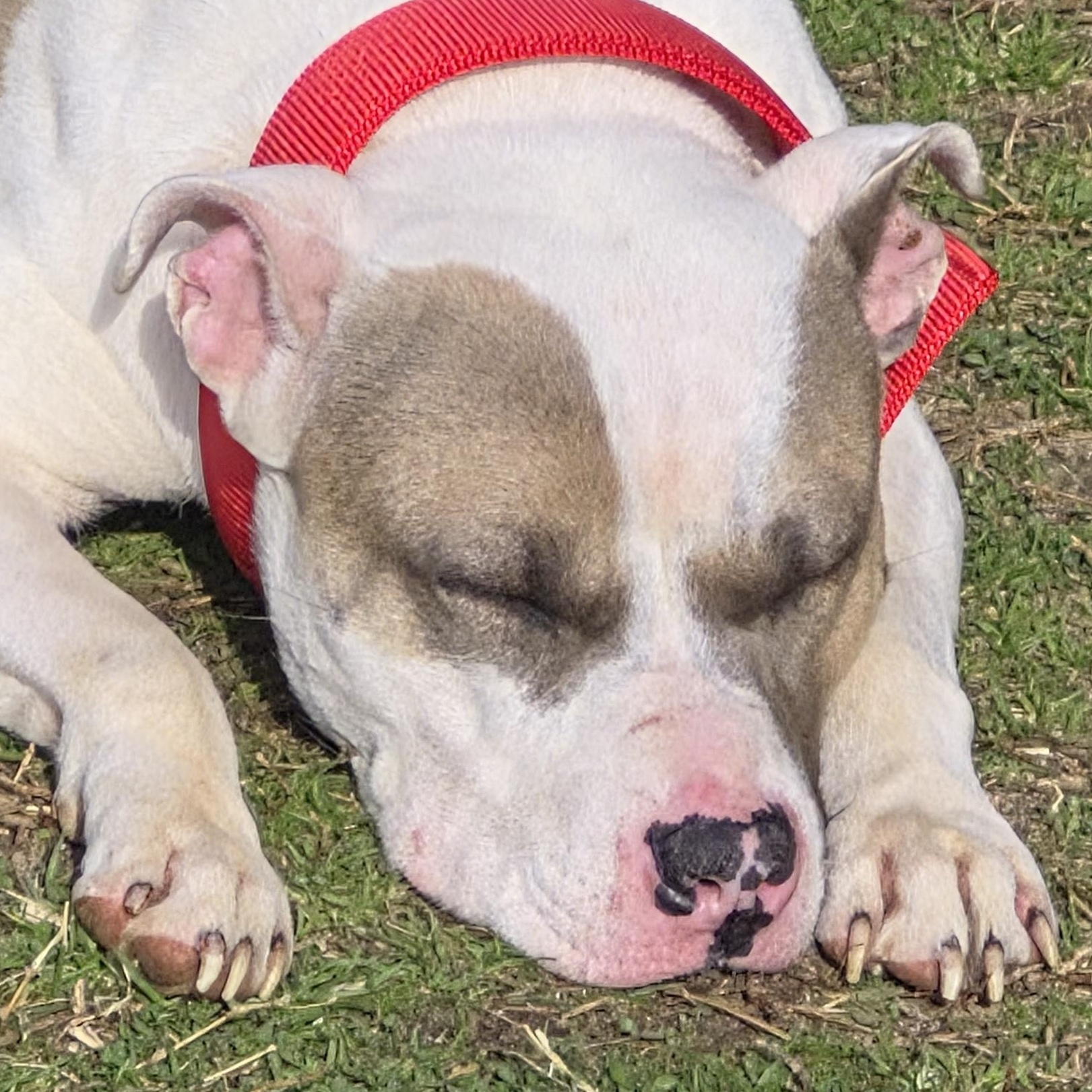 Enlarge Misty (Courtesy Post) , a ADOPTABLE mixed breed in Cedar Mountain, NC image 1/2