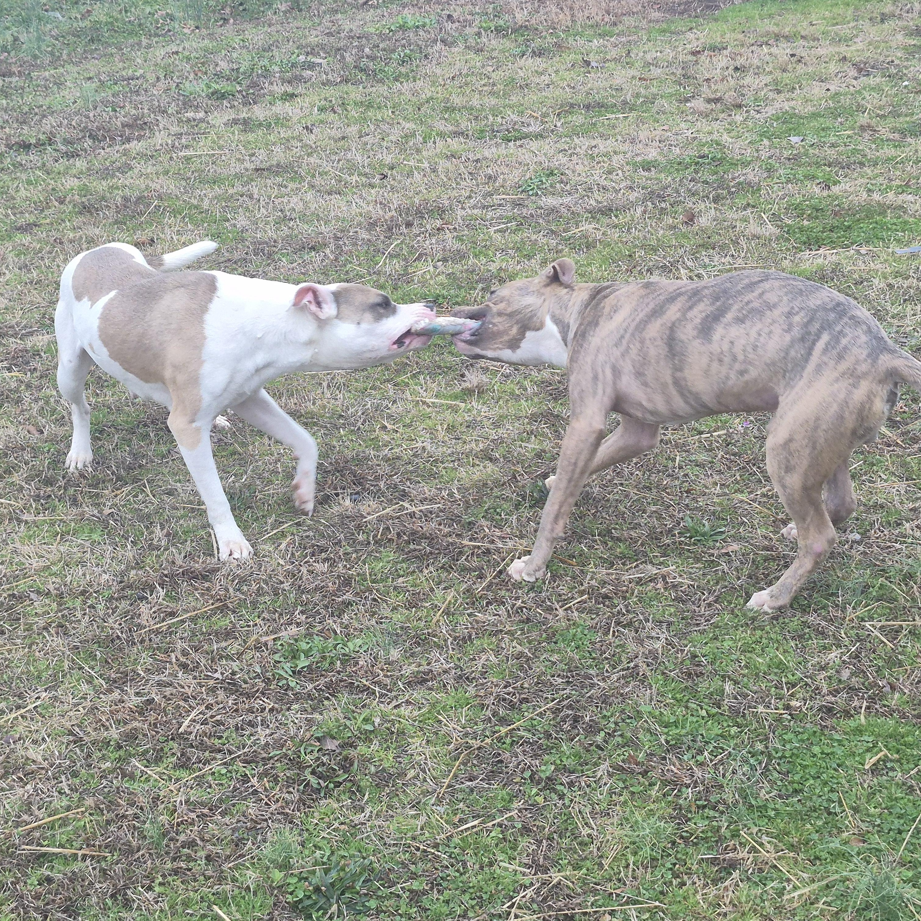 Enlarge Misty (Courtesy Post) , a ADOPTABLE mixed breed in Cedar Mountain, NC image 2/2