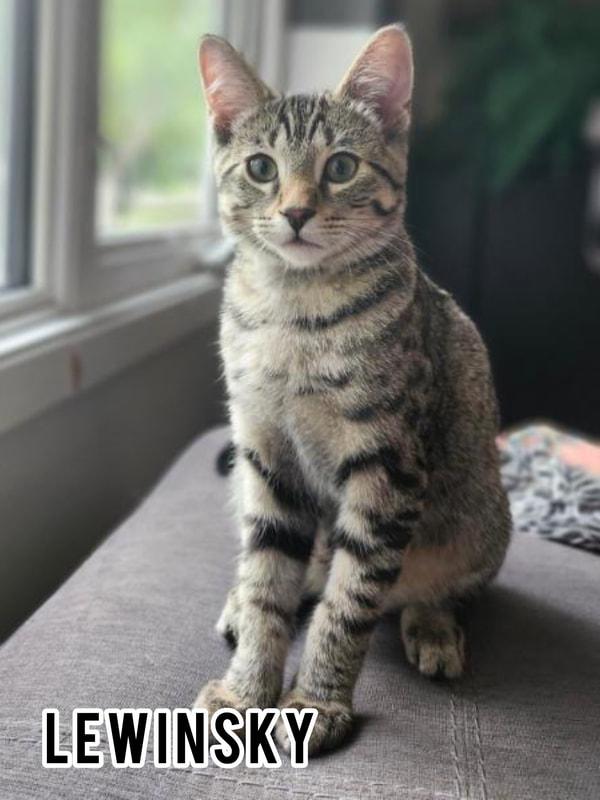 Enlarge Lewinsky, a Adoptable Domestic Short Hair in Dauphin, MB image 1/1