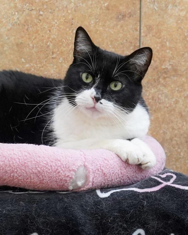 Peeka, Adoptable, Senior Female Domestic Short Hair.