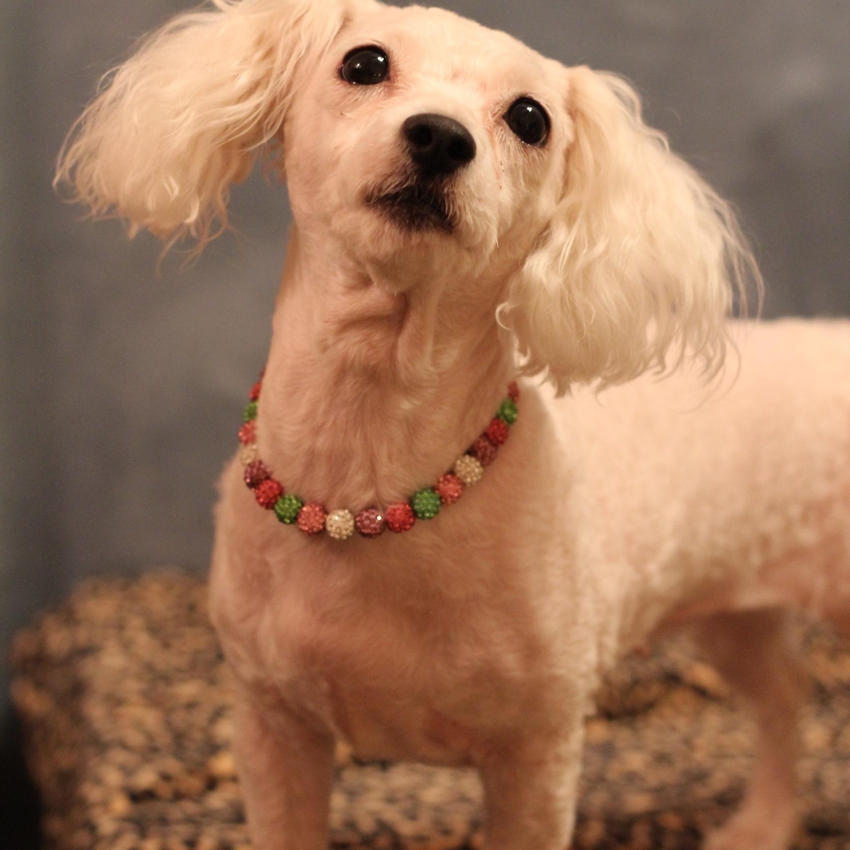 Kiki, Adoptable, Adult Female Maltipoo.