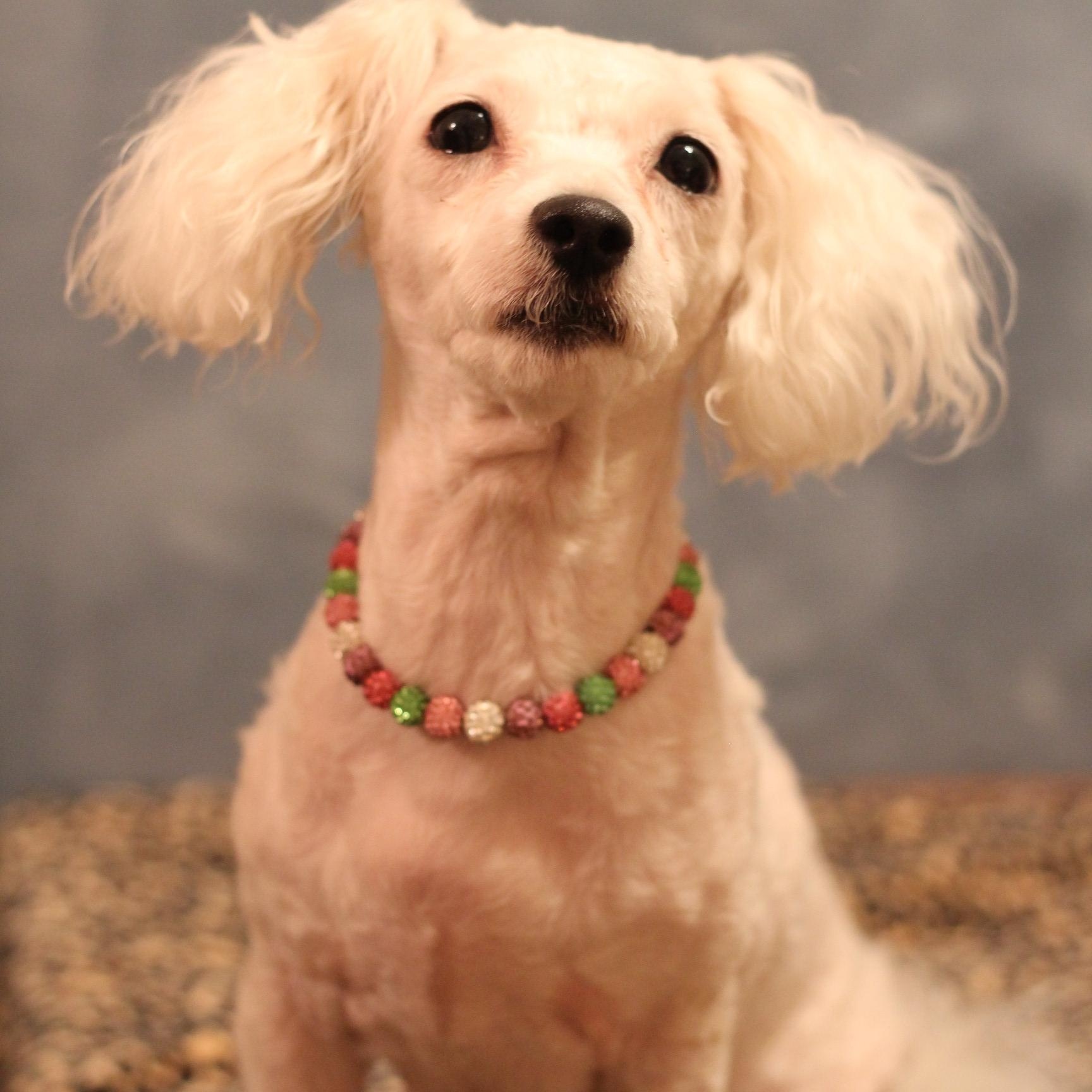 Enlarge Kiki, a Adoptable Maltipoo in Yukon, OK image 2/3