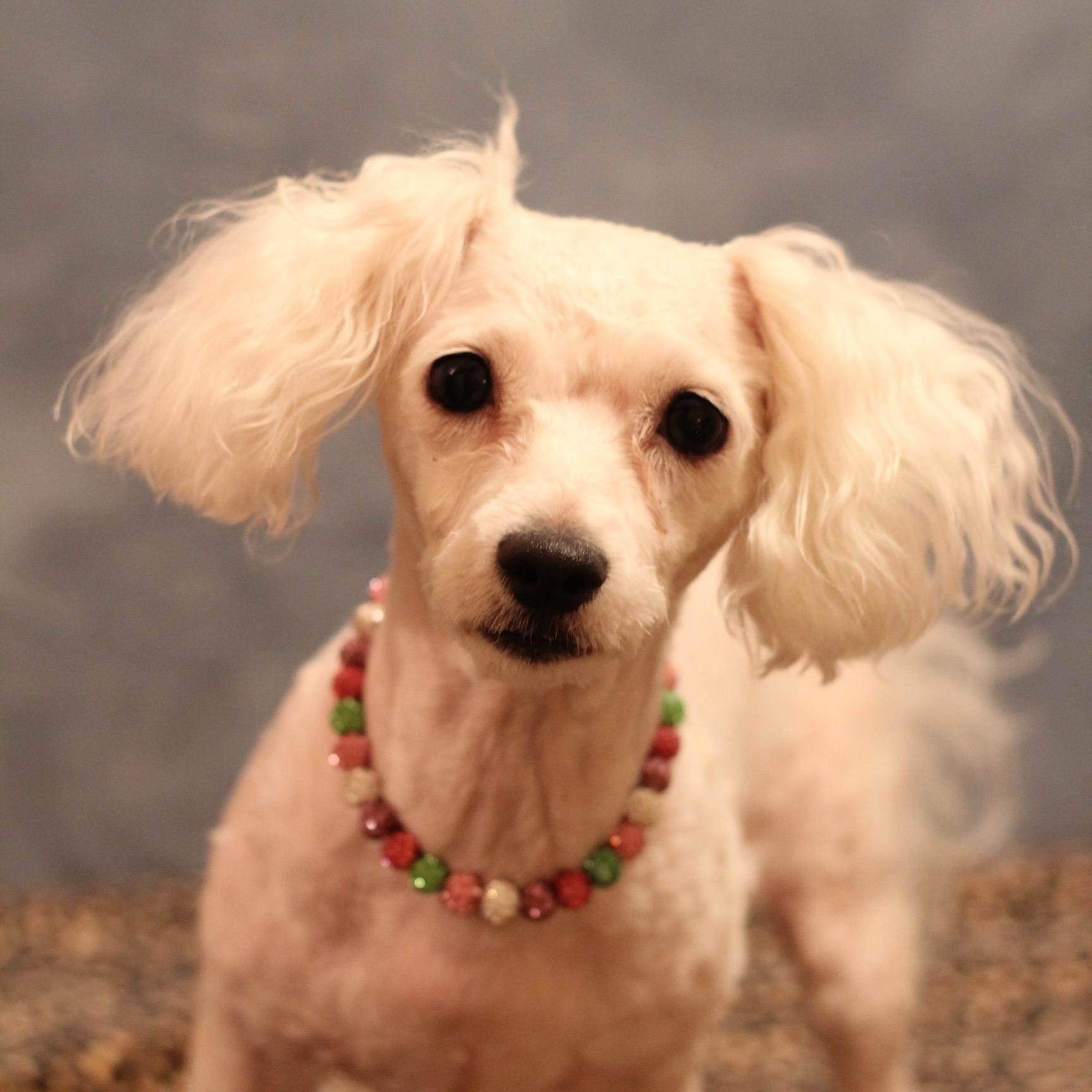 Enlarge Kiki, a Adoptable Maltipoo in Yukon, OK image 3/3