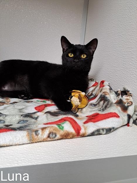Luna, Young Female Domestic Short Hair