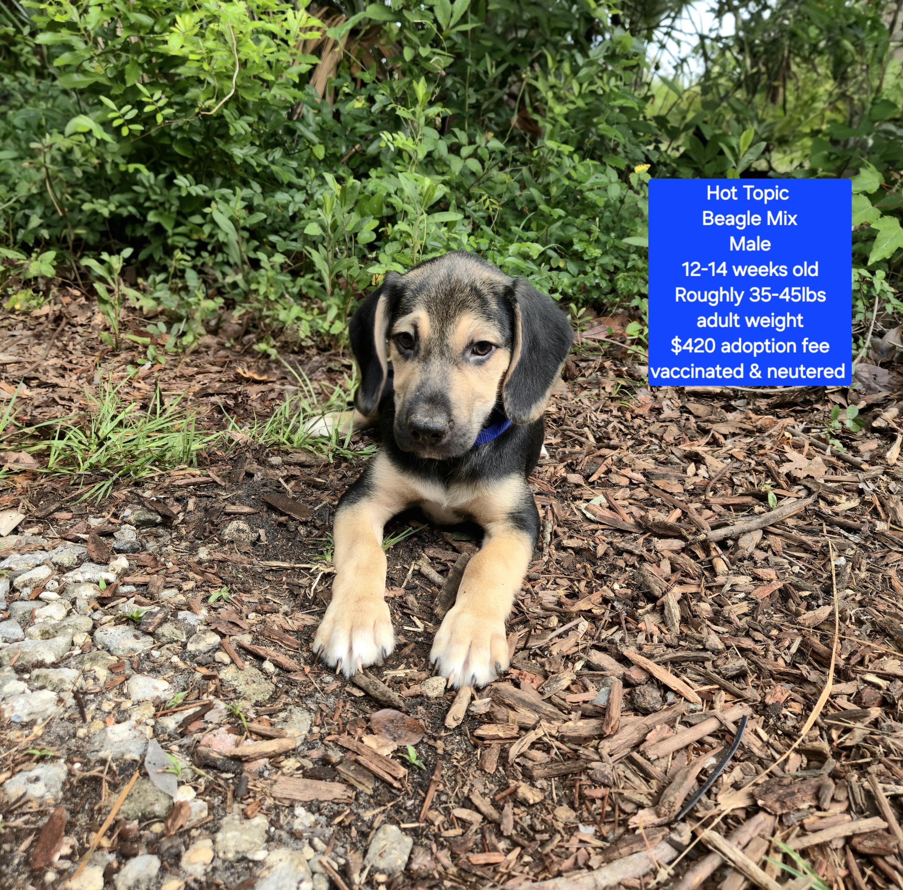 Hot Topic, ADOPTABLE, Puppy Male Beagle.