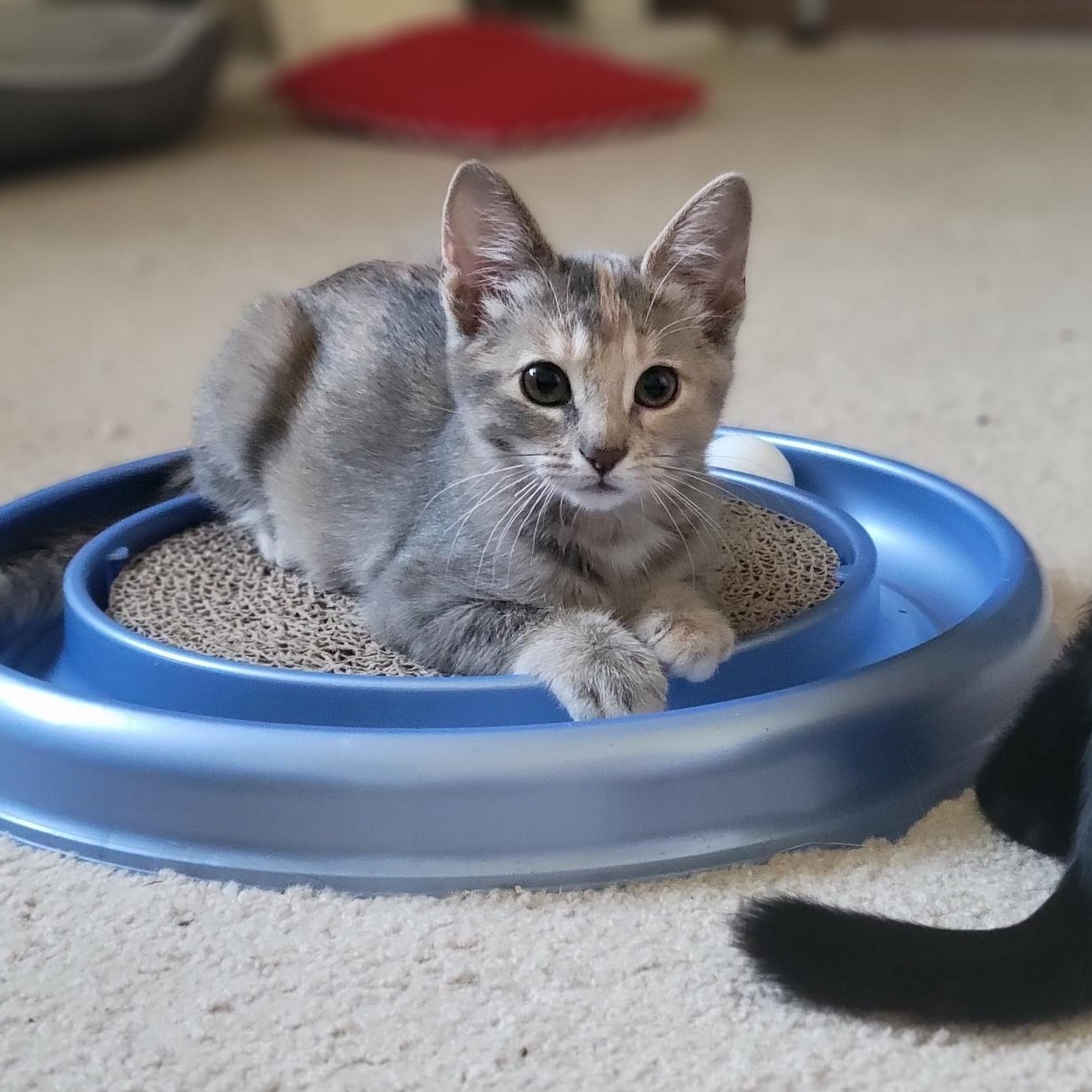 Cinnamon Toast Crunch