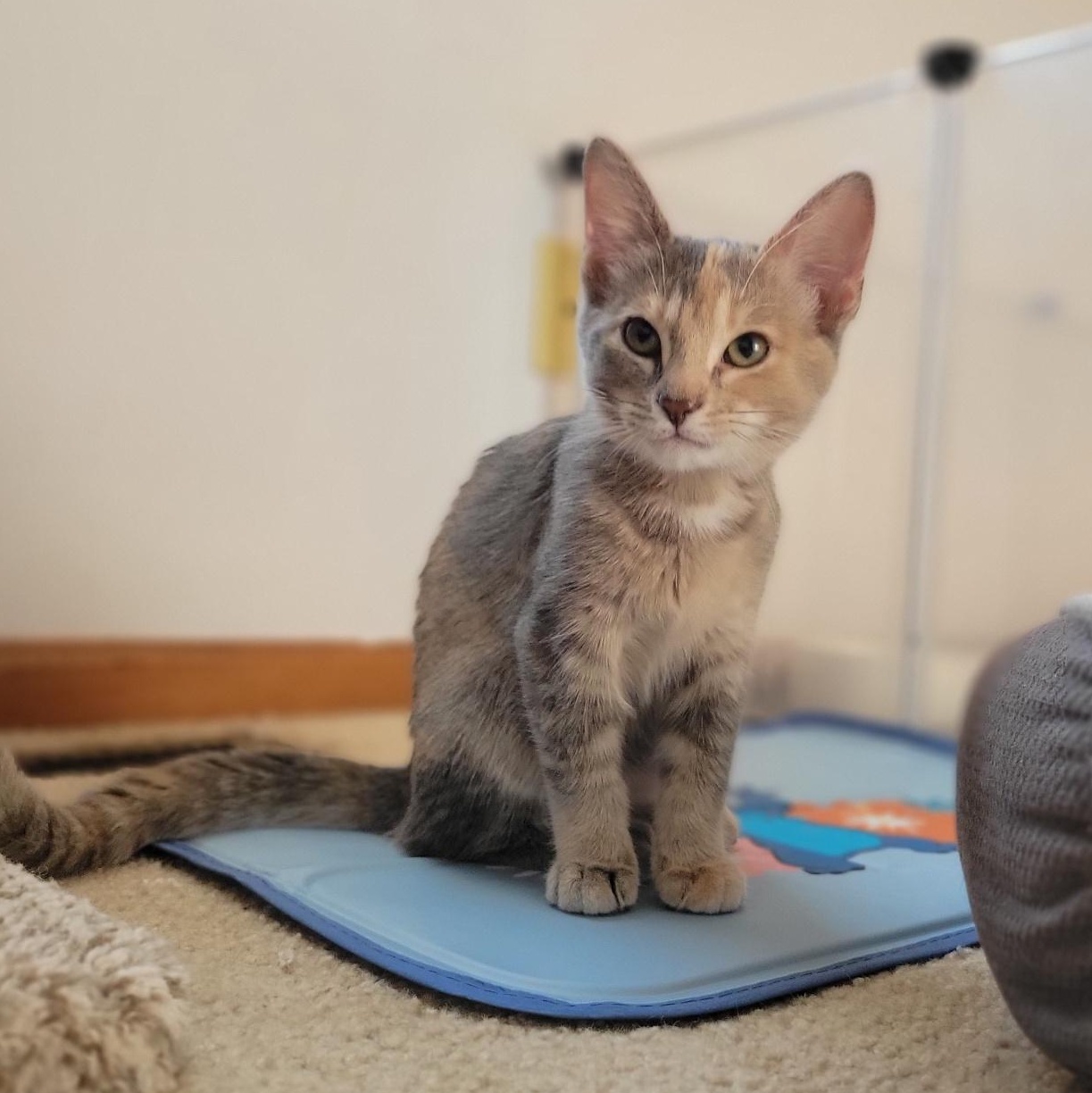 Cinnamon Toast Crunch