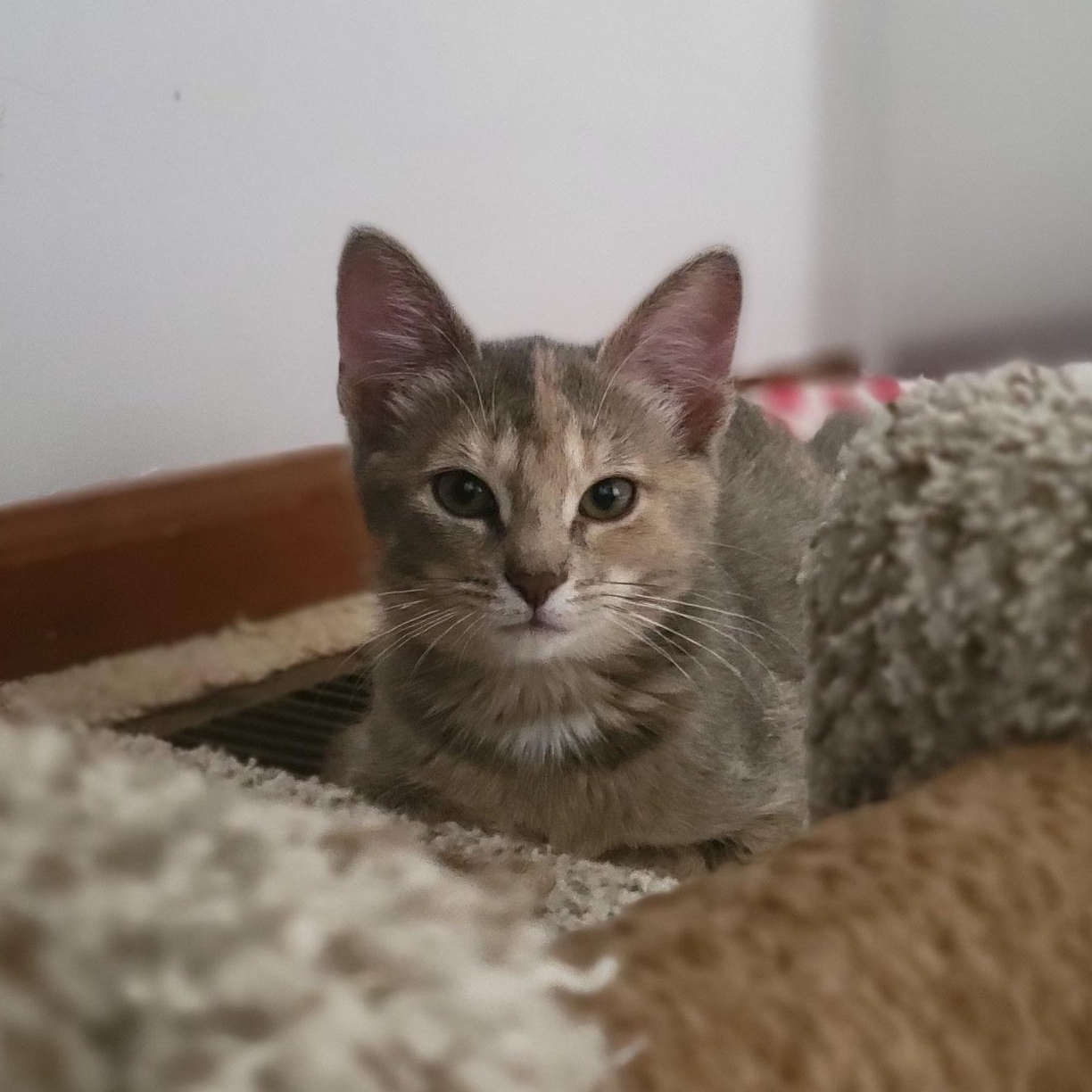 Cinnamon Toast Crunch