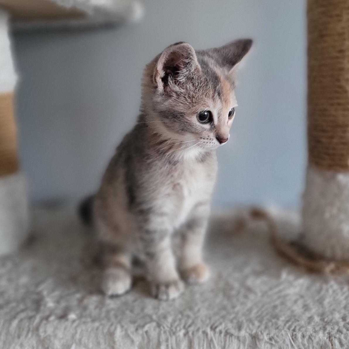 Cinnamon Toast Crunch