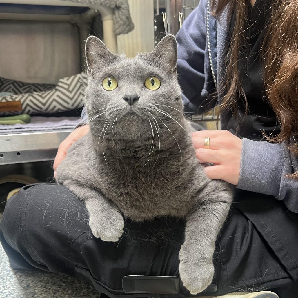 Karma, Adoptable, Adult Female Domestic Short Hair.