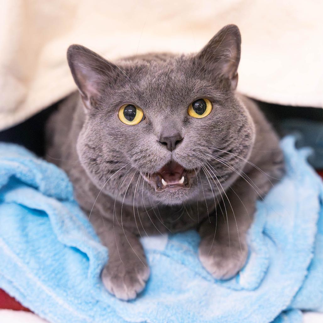 Enlarge Karma, a Adoptable Domestic Short Hair in Mentor, OH image 1/2