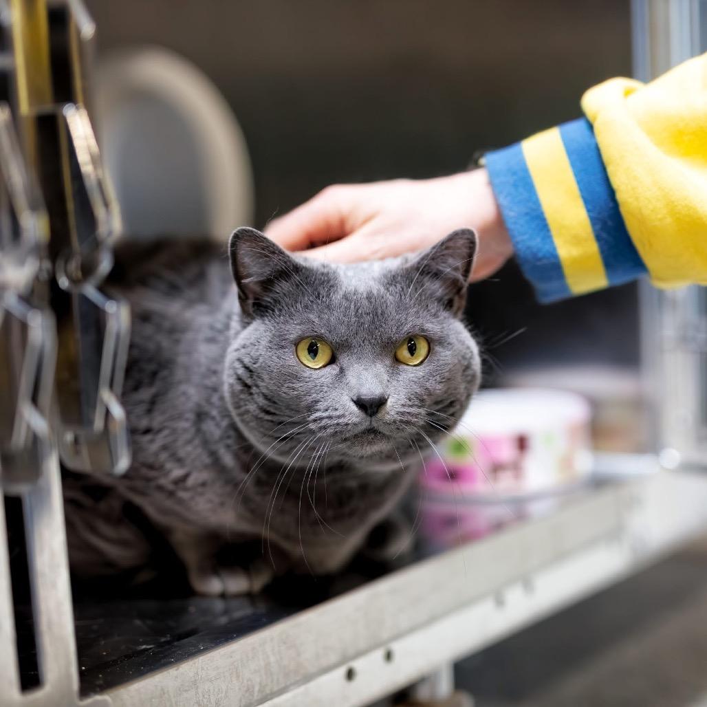 Enlarge Karma, a Adoptable Domestic Short Hair in Mentor, OH image 2/2