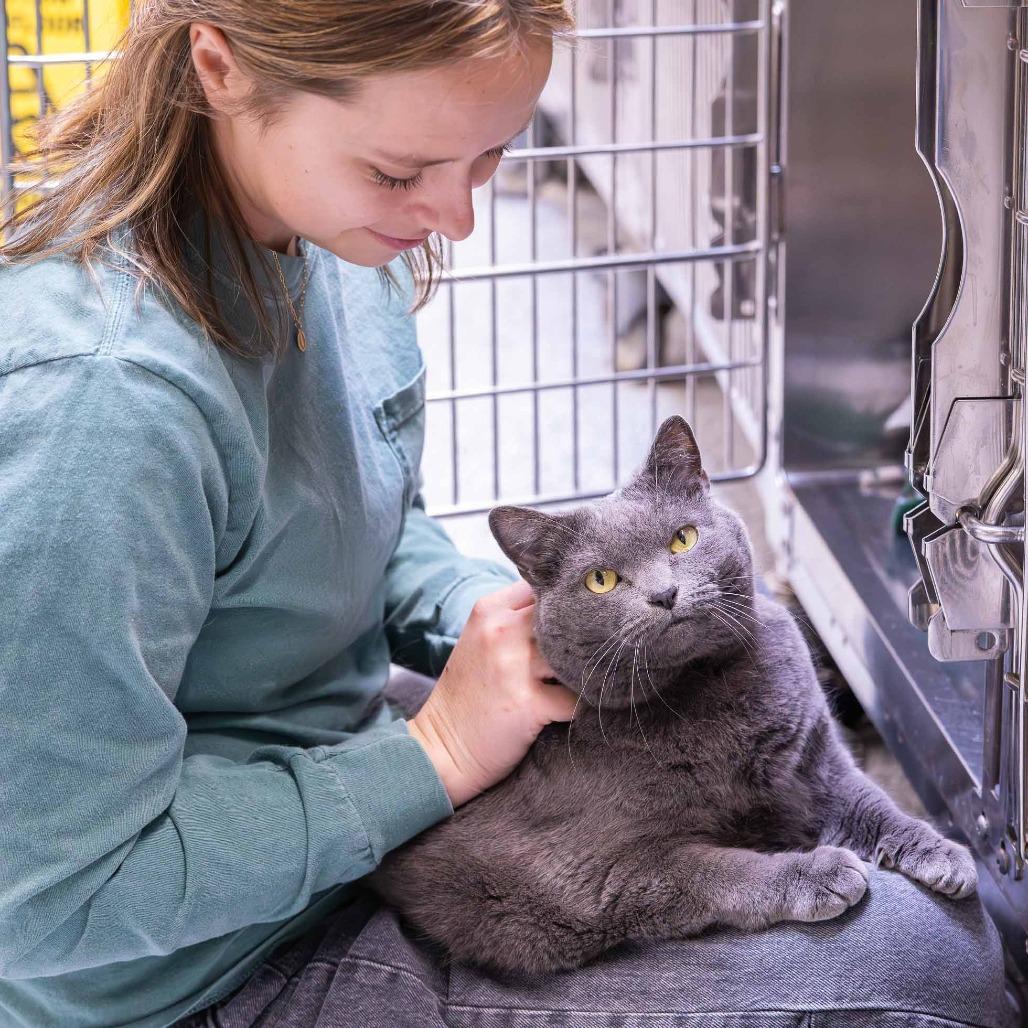 Enlarge Karma, a Adoptable Domestic Short Hair in Mentor, OH image 4/4