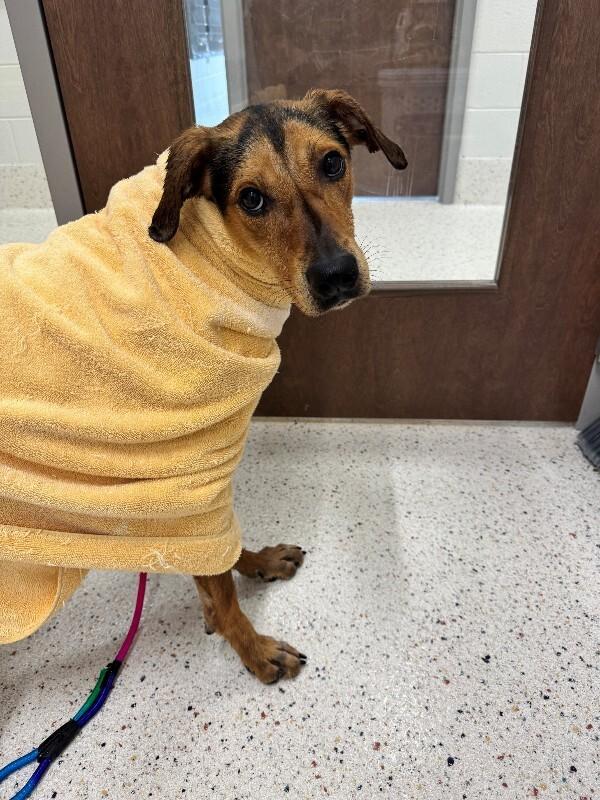 Artie (Sponsored Adoption), Adoptable, Adult Male Hound & German Shepherd Dog.