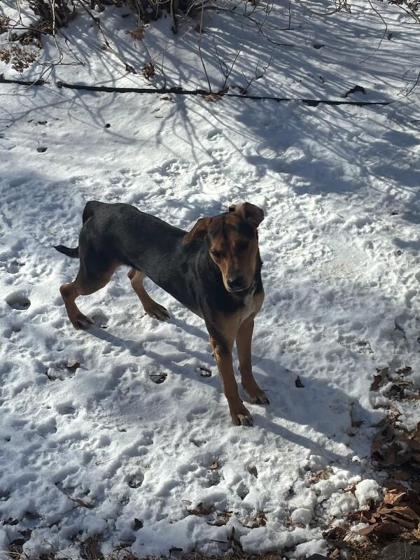 Artie, Adoptable, Adult Male Hound & German Shepherd Dog.