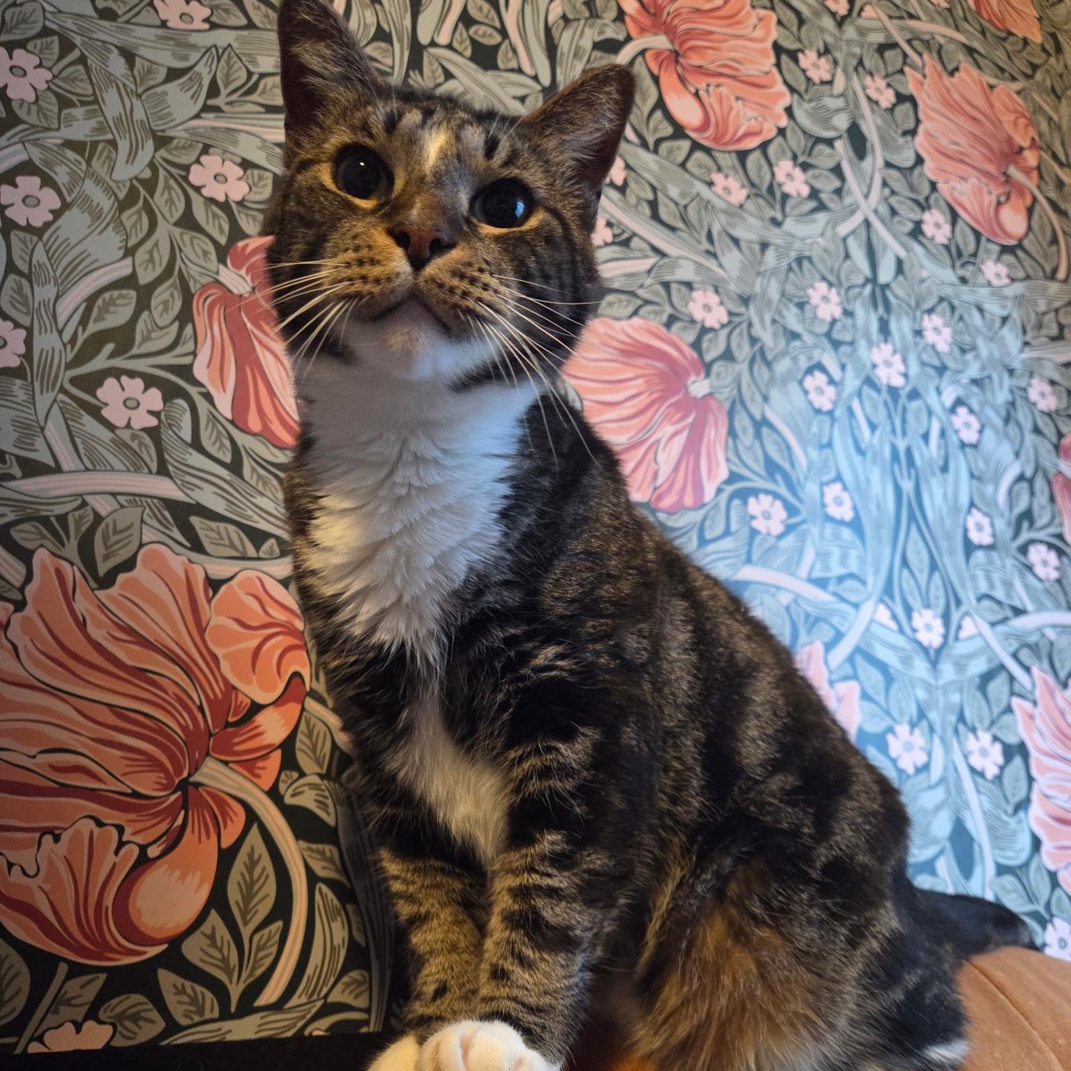 Enlarge GELATO, a ADOPTABLE Domestic Short Hair in East Greenwich, RI image 2/6