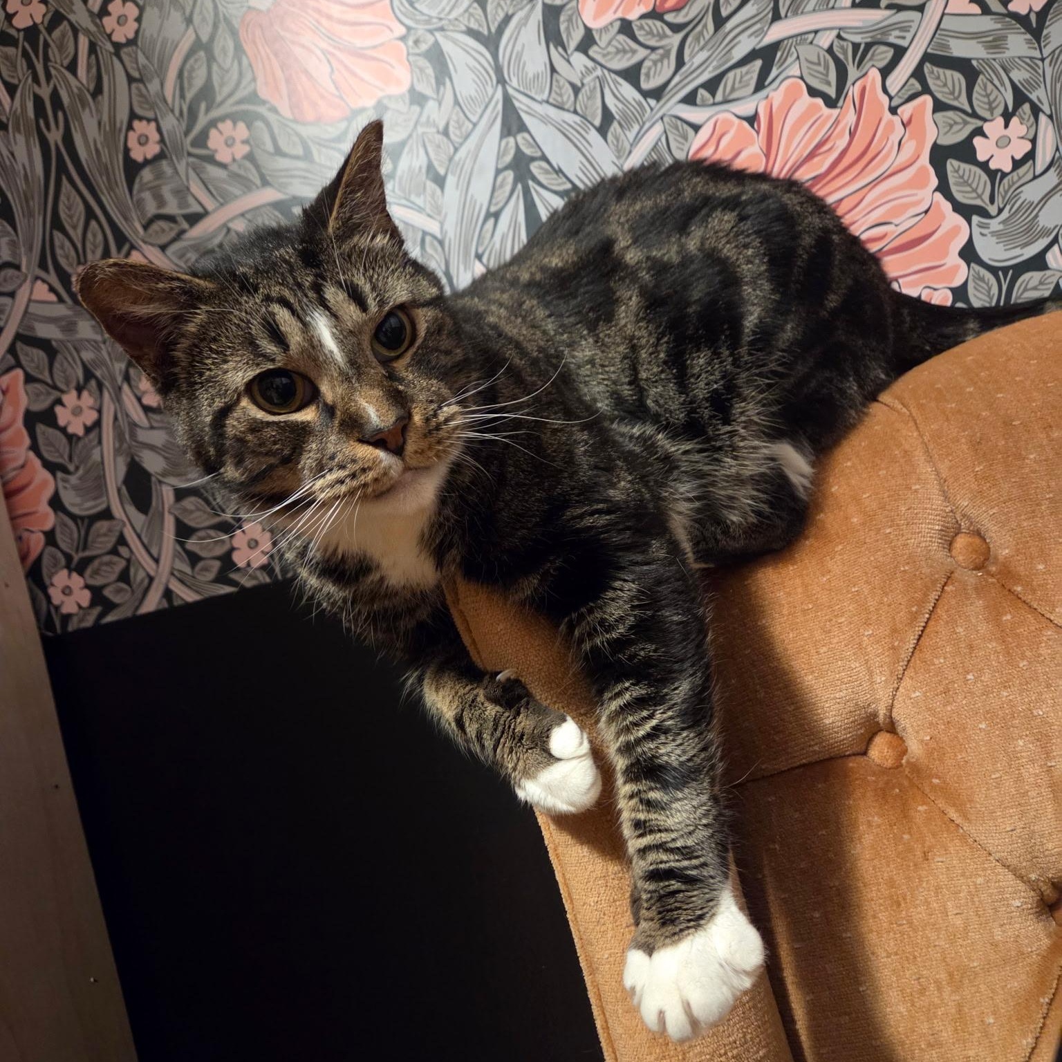 GELATO, ADOPTABLE, Adult Male Domestic Short Hair.