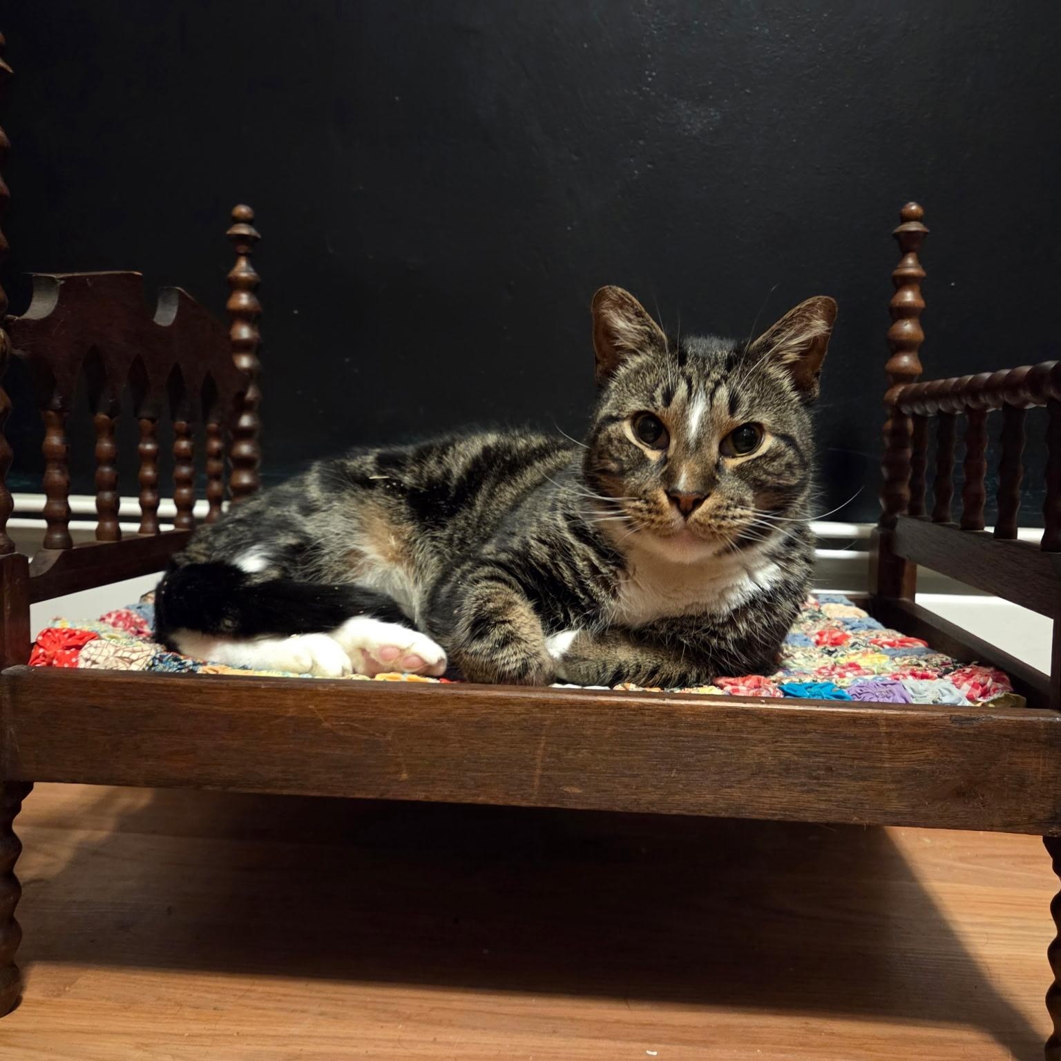 Enlarge GELATO, a ADOPTABLE Domestic Short Hair in East Greenwich, RI image 3/6