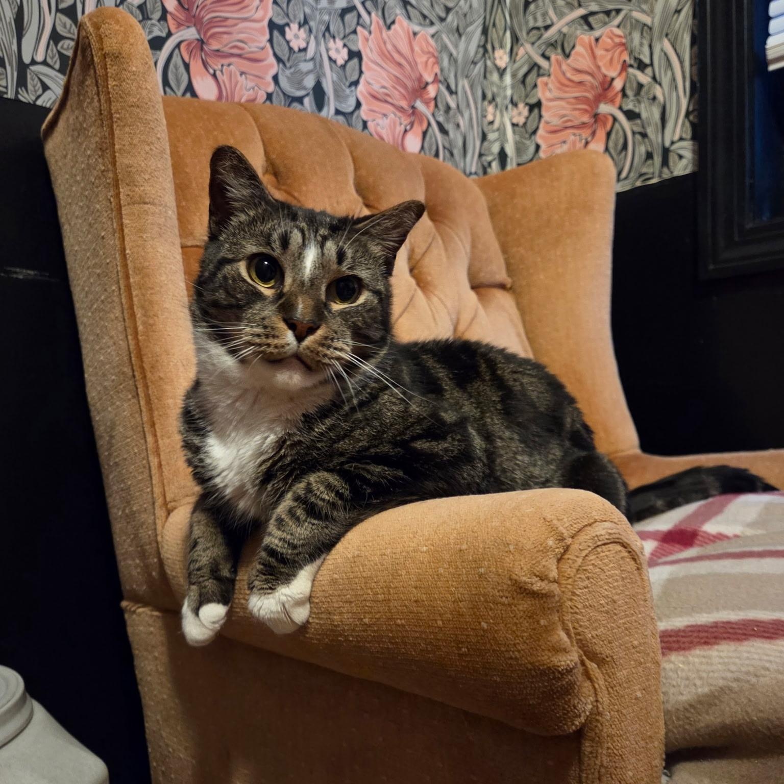 Enlarge GELATO, a ADOPTABLE Domestic Short Hair in East Greenwich, RI image 4/6