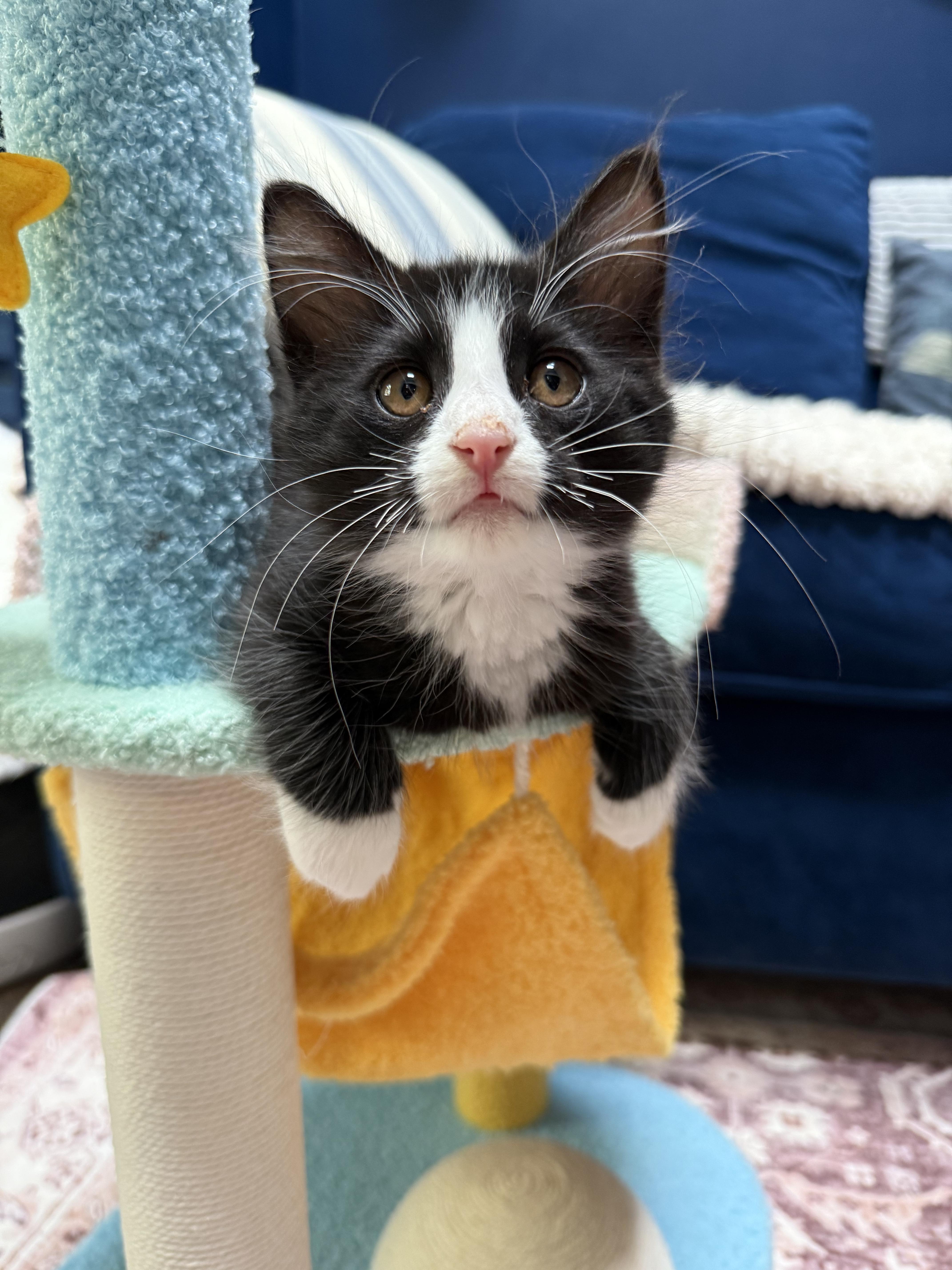 Skip (Brother to Hopper), Adoptable, Kitten Male Domestic Medium Hair.
