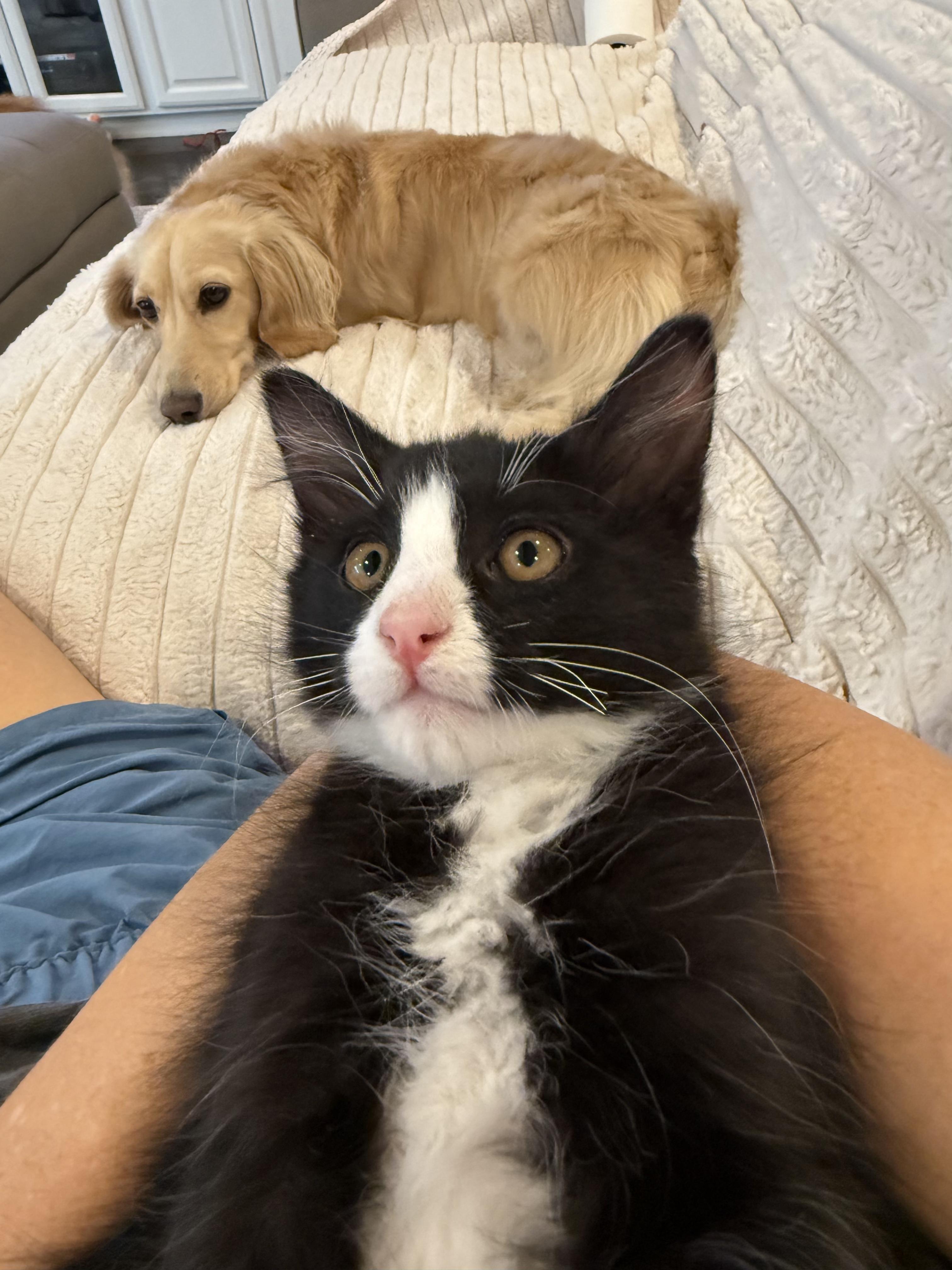 Enlarge Skip (Brother to Hopper), a Adoptable Domestic Medium Hair in Studio City, CA image 5/5