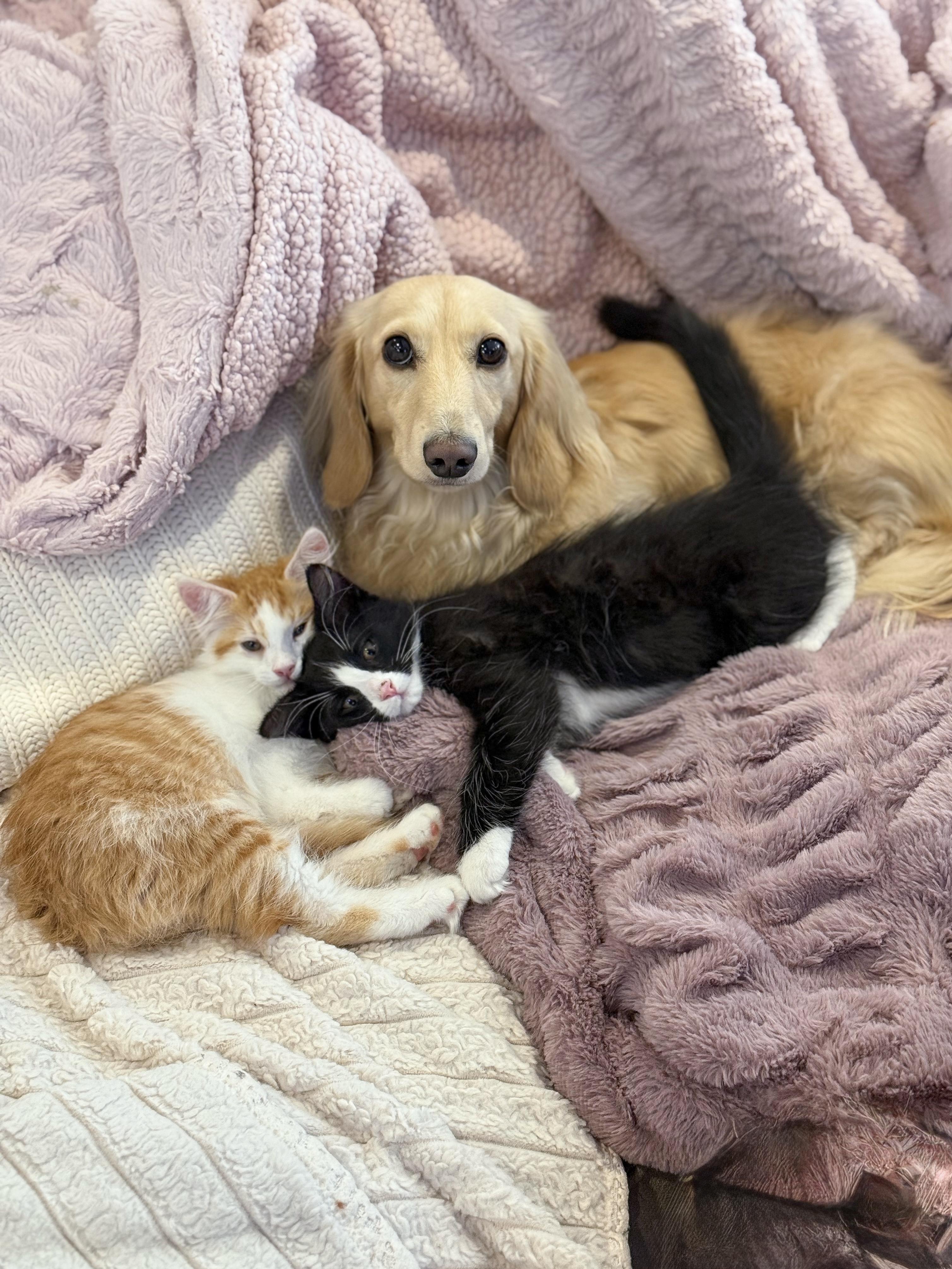 Enlarge Skip (Brother to Hopper), a Adoptable Domestic Medium Hair in Studio City, CA image 4/5