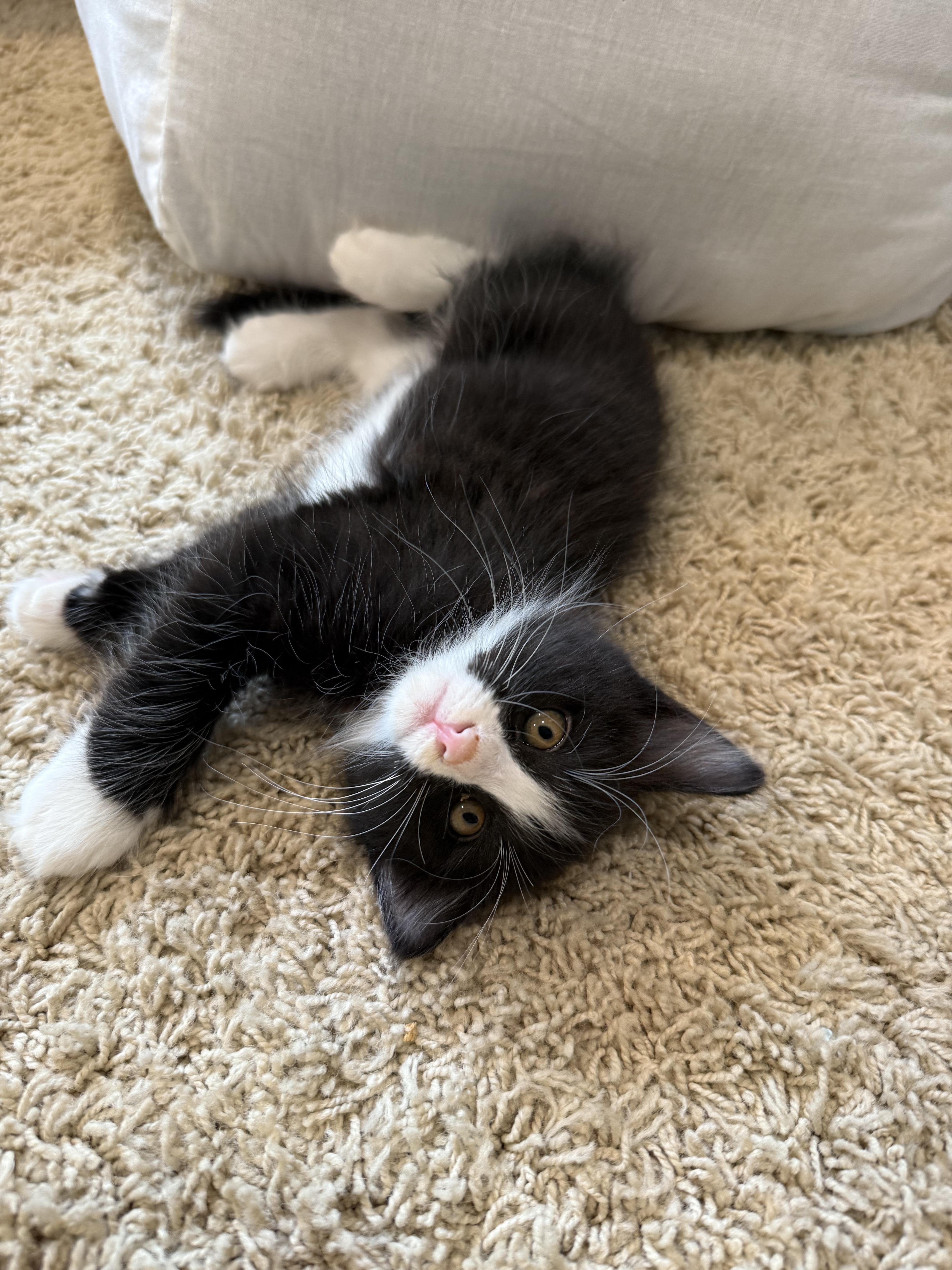 Enlarge Skip (Brother to Hopper), a Adoptable Domestic Medium Hair in Studio City, CA image 2/5