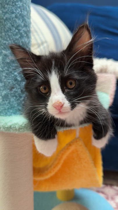 Enlarge Skip (Brother to Hopper), a Adoptable Domestic Medium Hair in Studio City, CA video 3/5