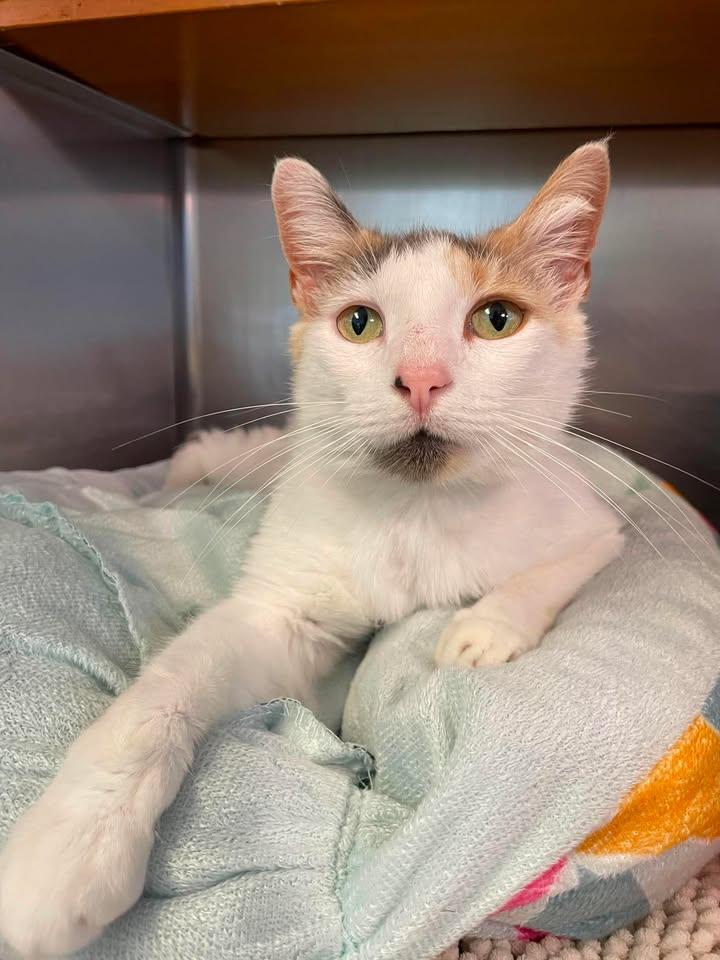 Luna, ADOPTABLE, Adult Female Domestic Short Hair.