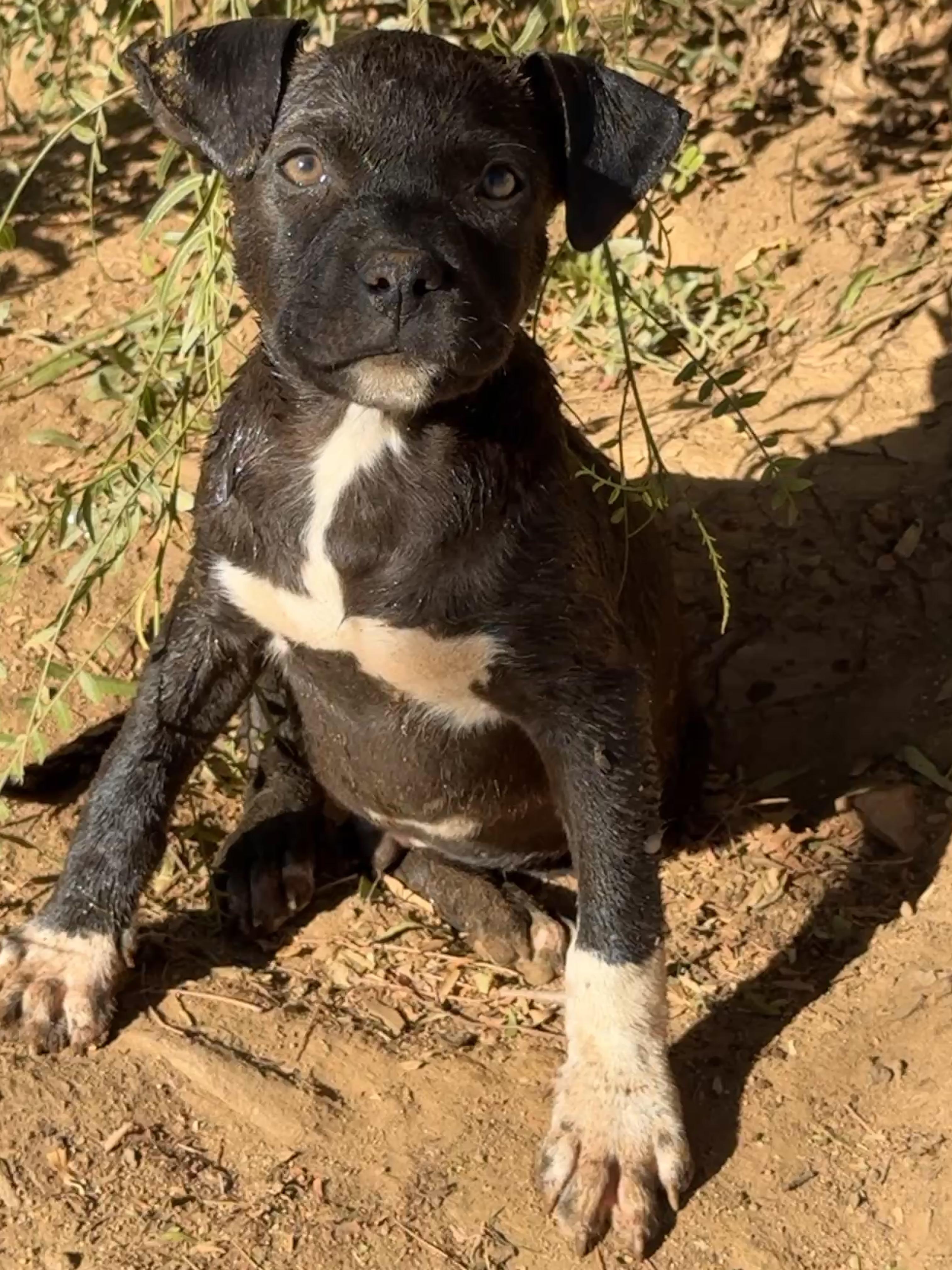 Rumble, Adoptable, Puppy Male Pit Bull Terrier.