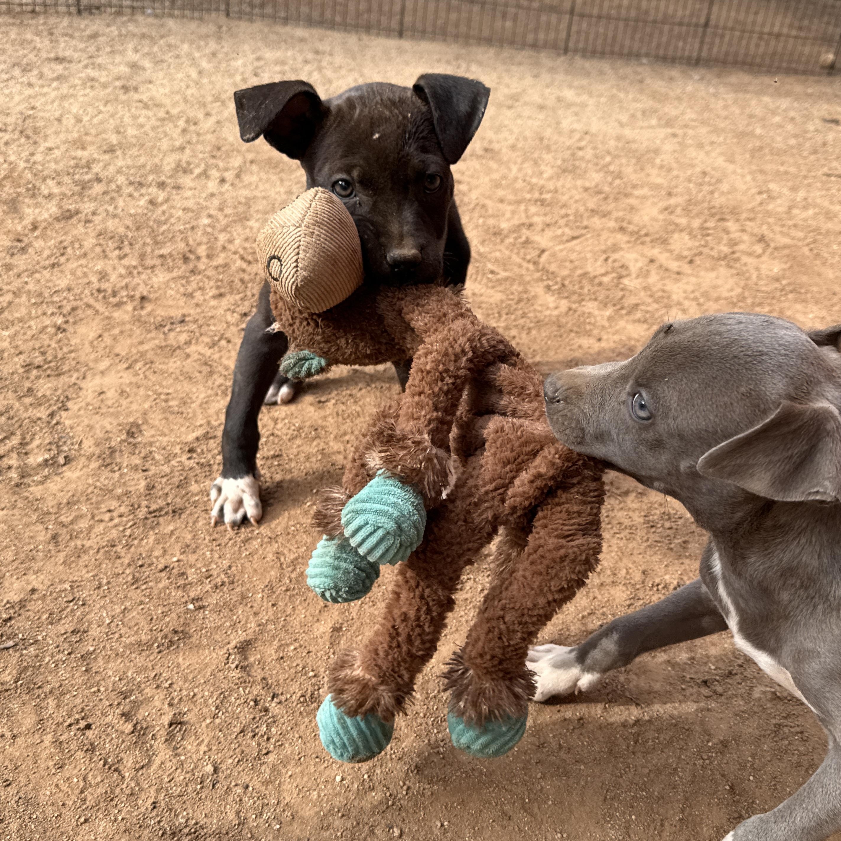 Enlarge Rumble, a Adoptable mixed breed in Perris, CA image 3/5