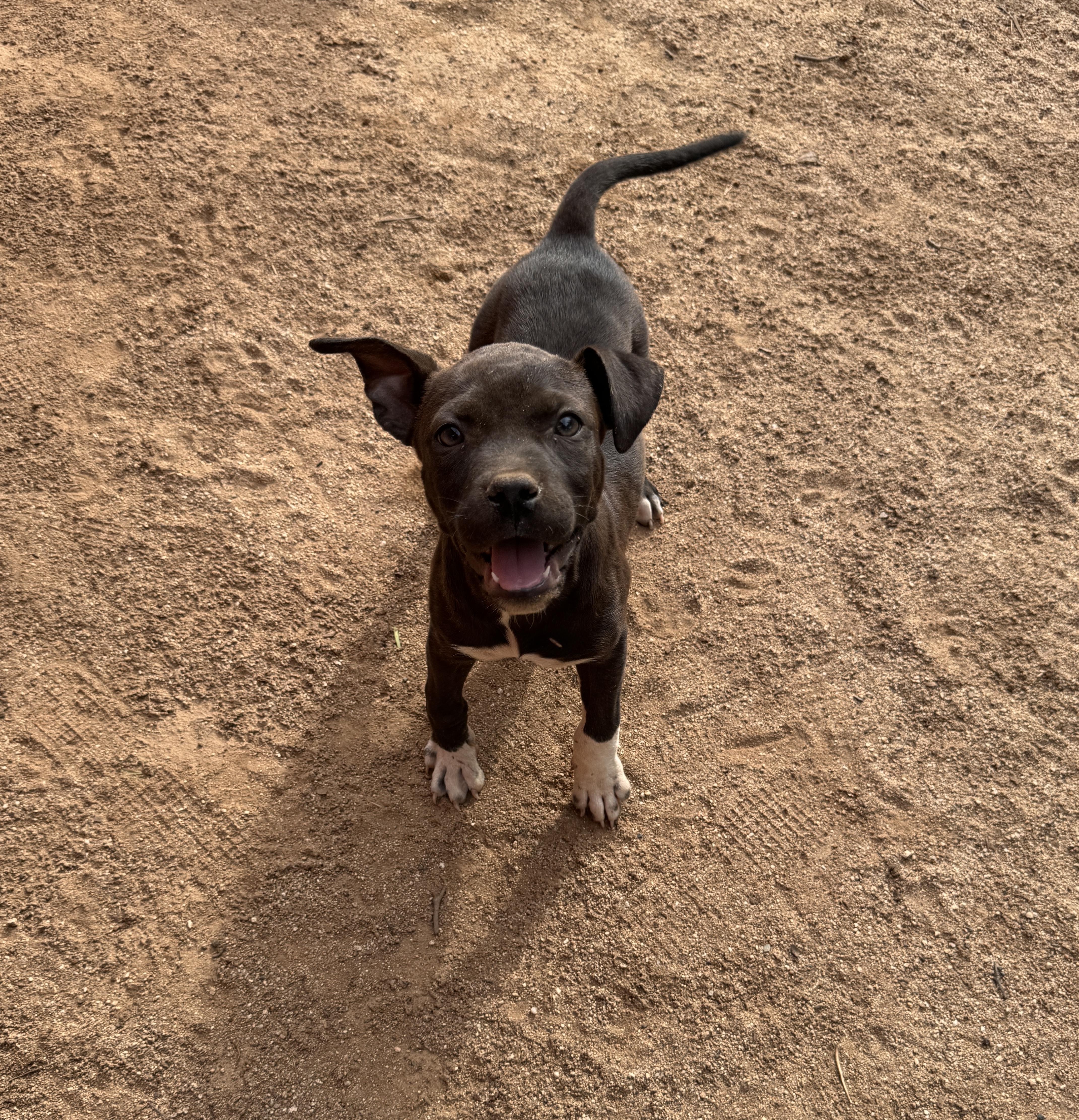Enlarge Rumble, a Adoptable mixed breed in Perris, CA image 4/5