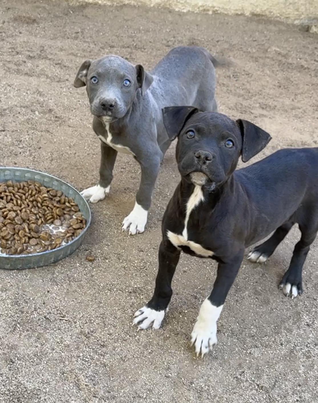 Enlarge Rumble, a Adoptable mixed breed in Perris, CA image 2/5