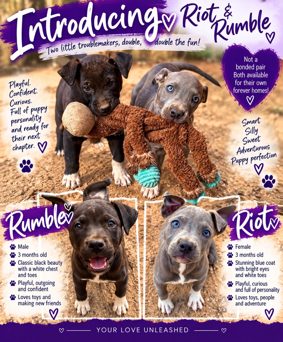 Enlarge Rumble, a Adoptable mixed breed in Perris, CA image 5/5