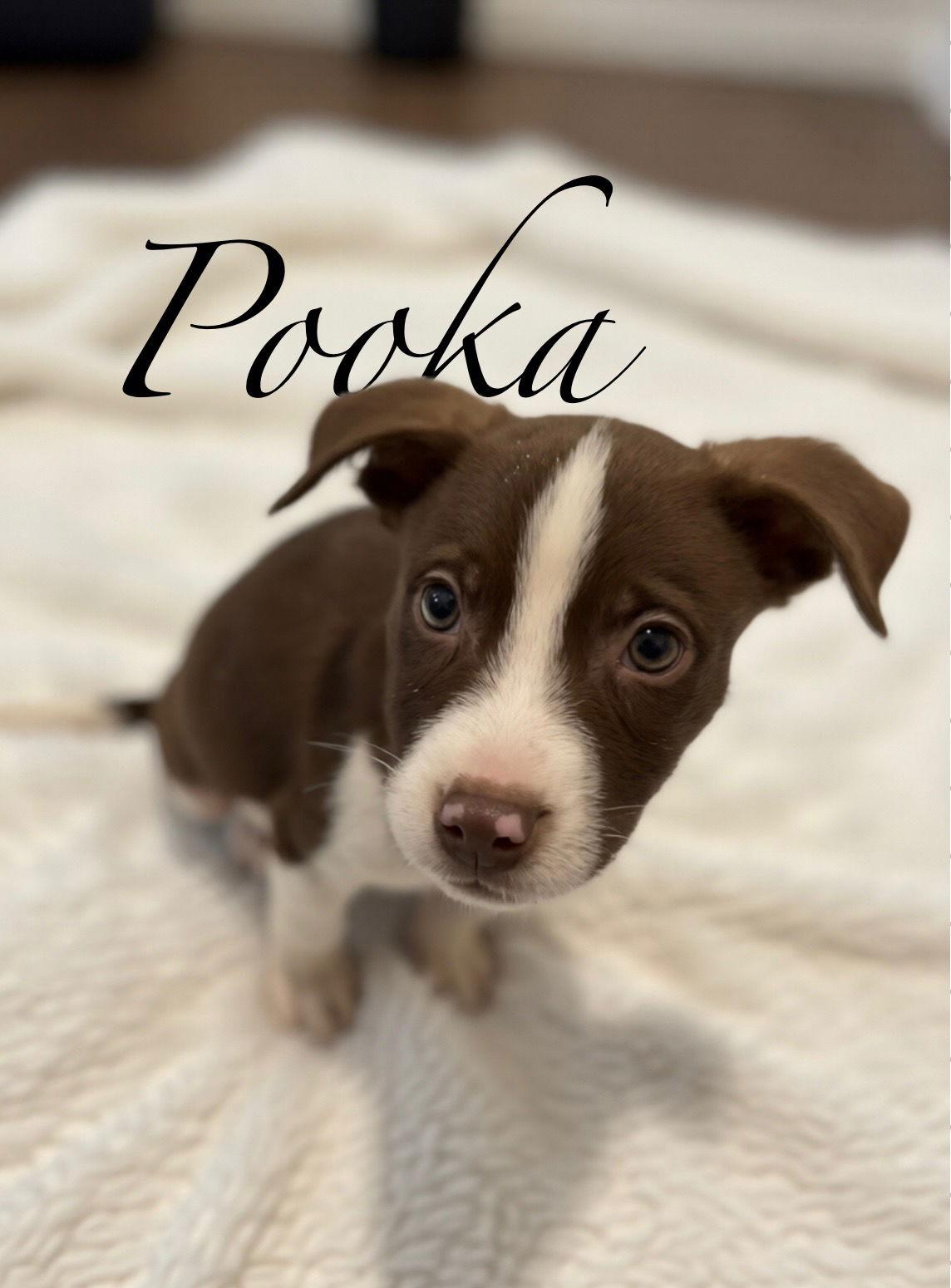 Pooka, Adoptable, Puppy Male Australian Shepherd & Husky.