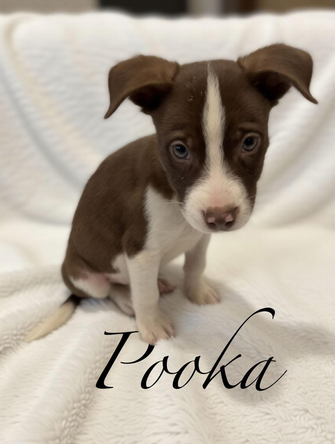 Pooka, a Adoptable mixed breed in Barnhart, MO image 2/3