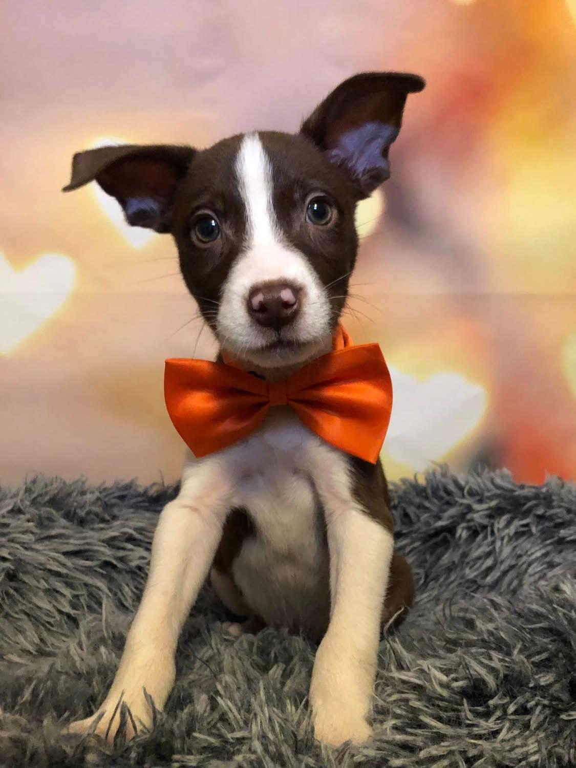 Pooka, a Adoptable mixed breed in Barnhart, MO image 3/3