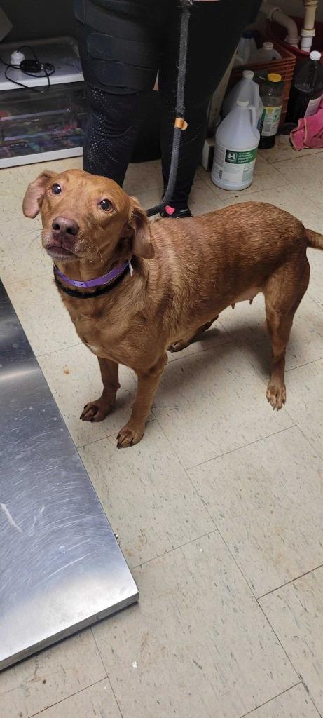 Agnes, Adoptable, Adult Female Labrador Retriever & Mixed Breed.