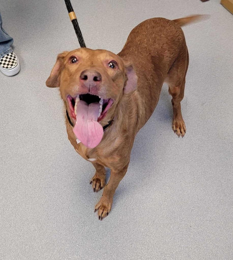 Agnes, a Adoptable mixed breed in Chillicothe, OH image 2/2