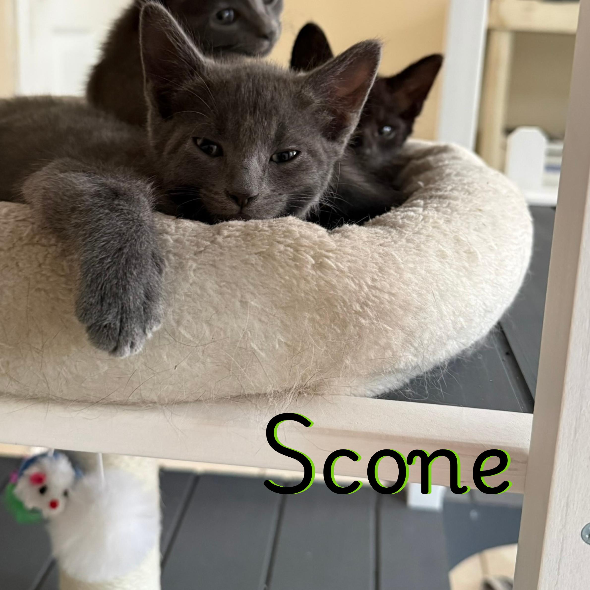 Enlarge Scone, a Adoptable Russian Blue in Glendale, AZ image 1/1