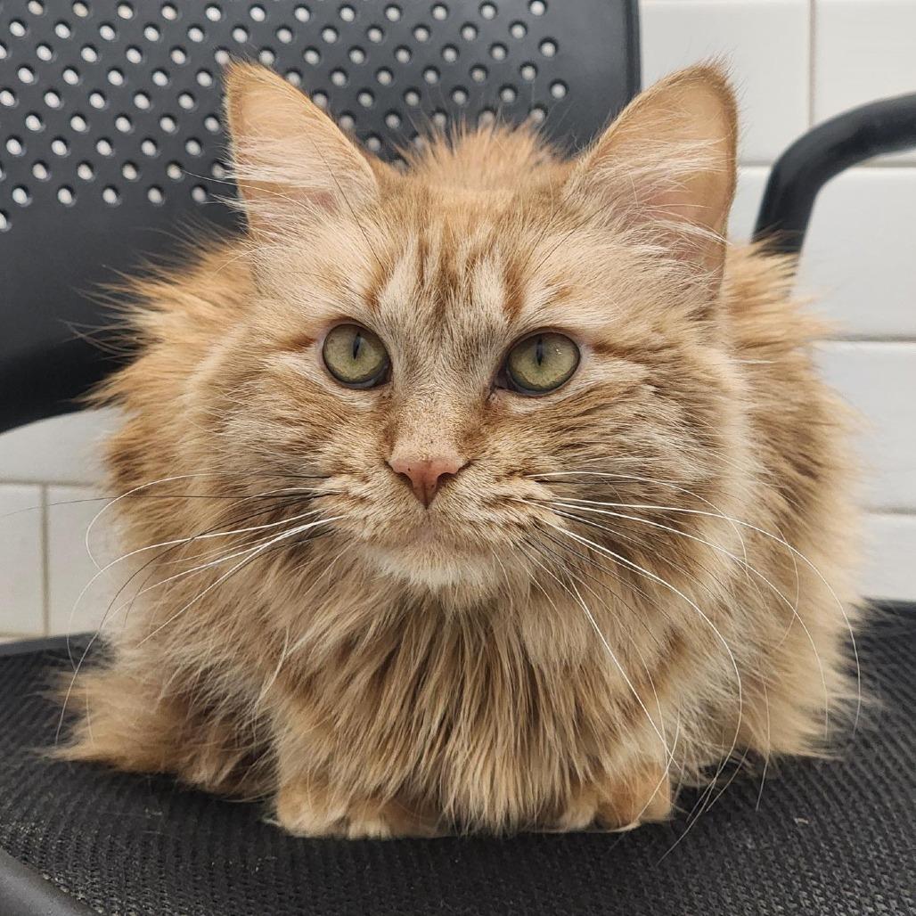 Kitty Pryde, Adoptable, Adult Female Domestic Long Hair.