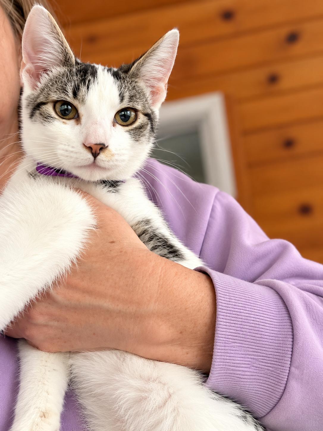 Enlarge Chicken (Bev-fostered in New England), a Adoptable mixed breed in Warwick, RI image 4/4