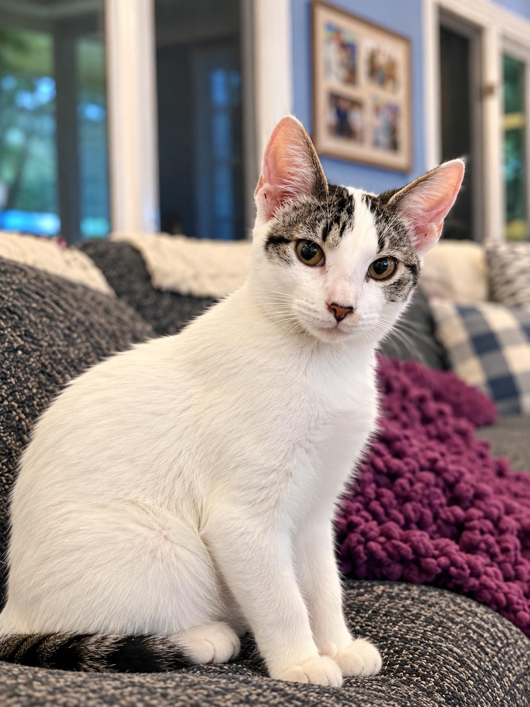 Enlarge Chicken (Bev-fostered in New England), a Adoptable mixed breed in Warwick, RI image 2/4